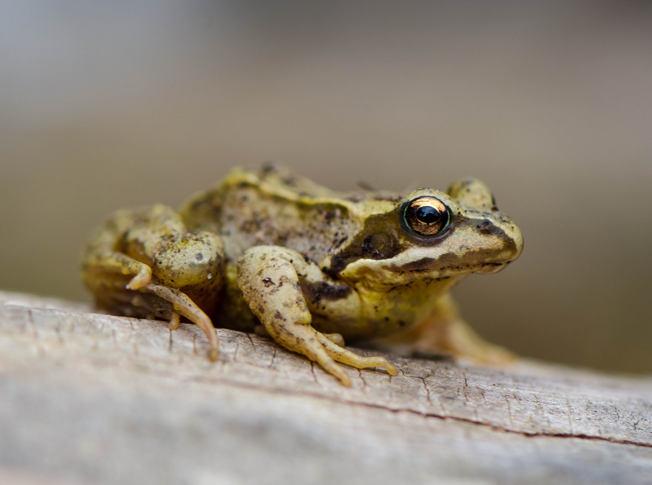 Common Frog - Scotlink