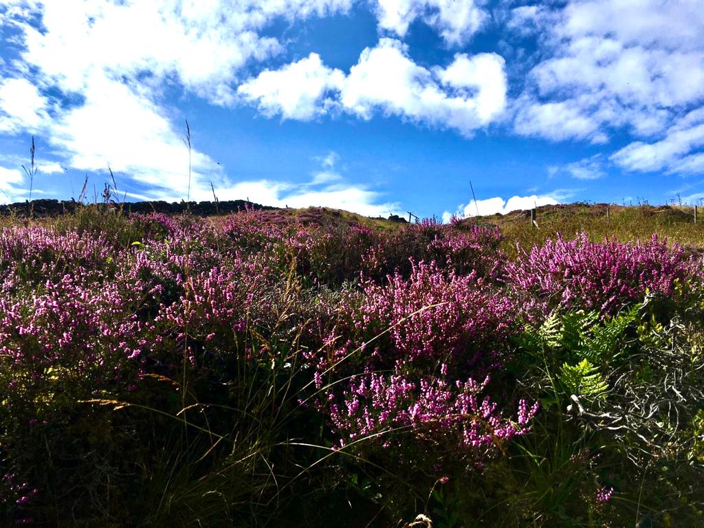 Heathland in Auchterarder - Sue Asher