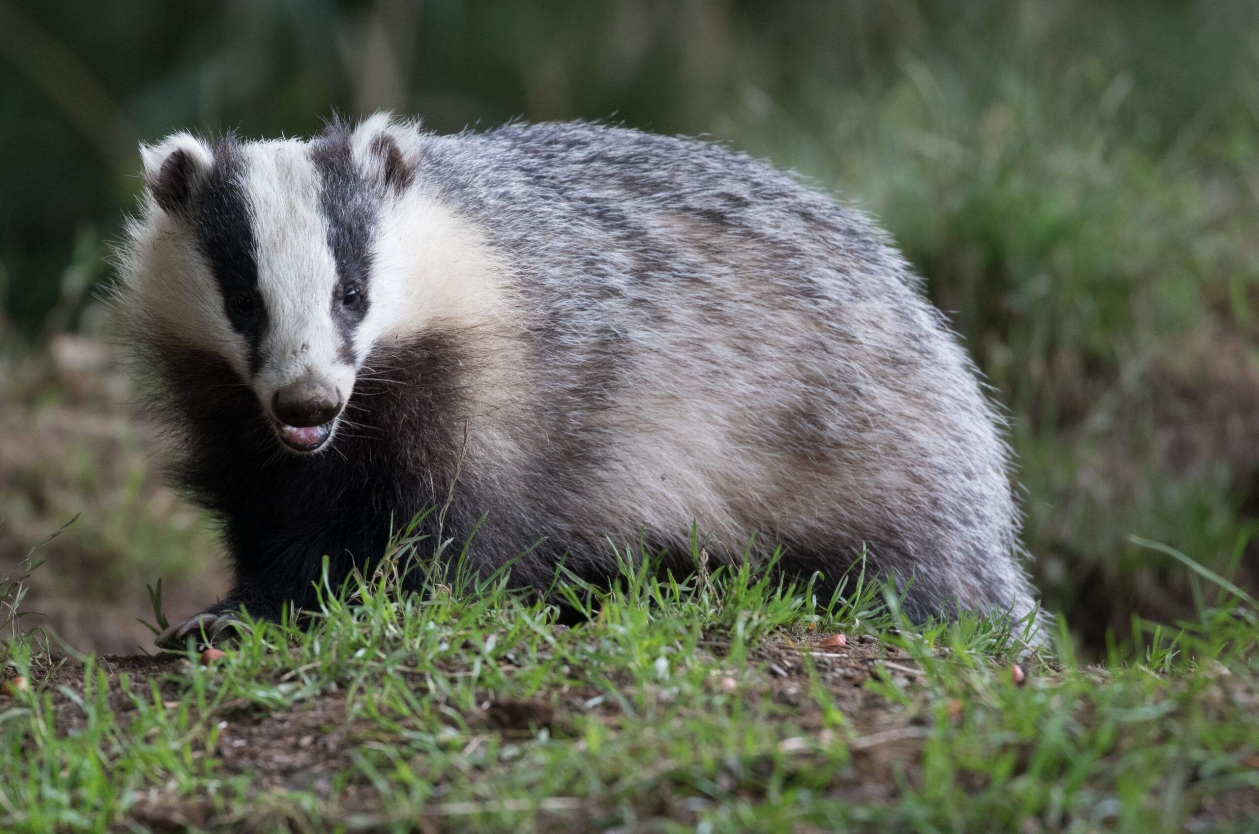 Badger-Sandra-Graham-1-aspect-ratio-540-358