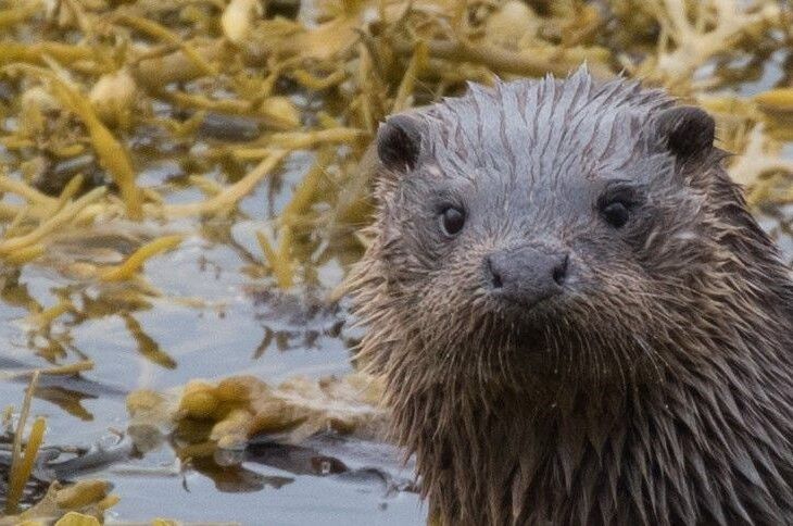 Otter-Sandra-Graham2-aspect-ratio-540-358