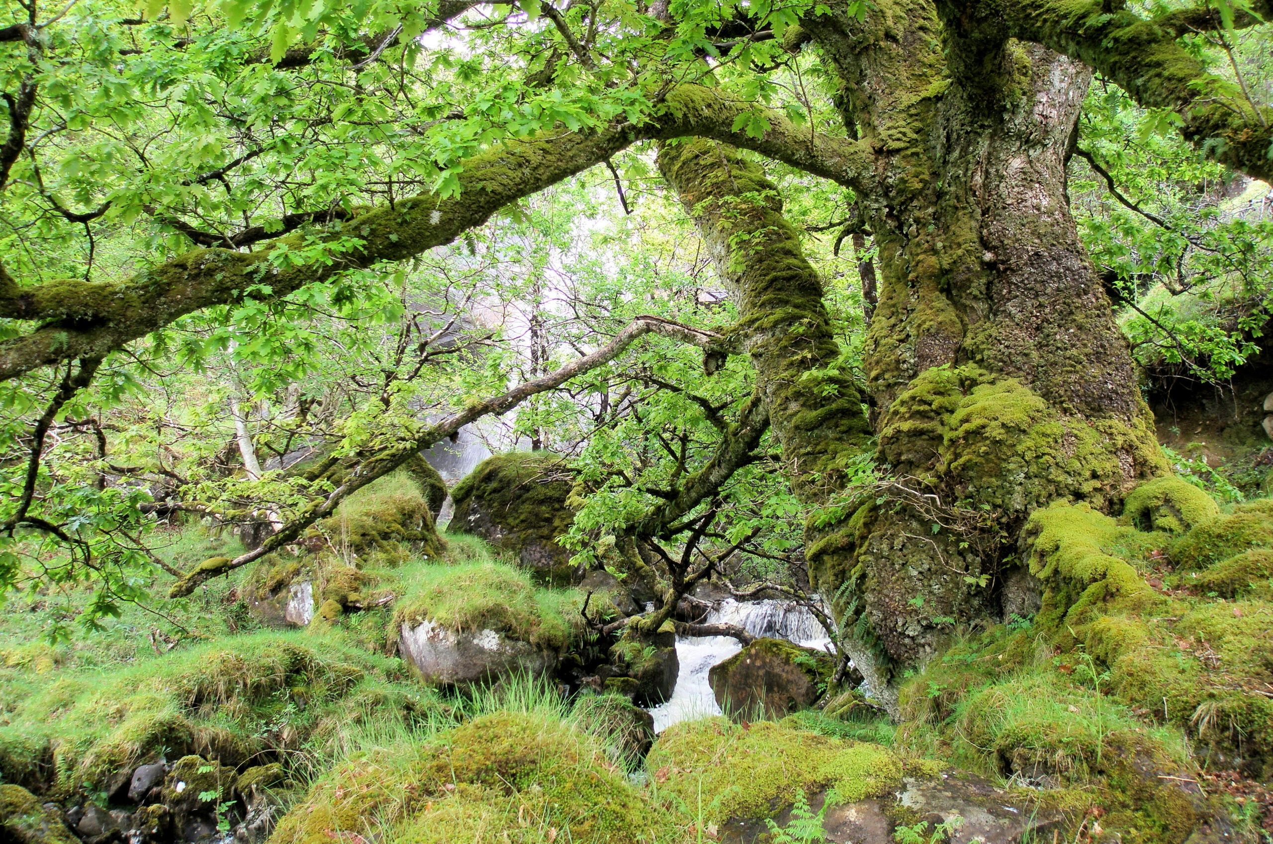 Scotlands-rainforest-Gordon-Rothero-scaled-aspect-ratio-540-358