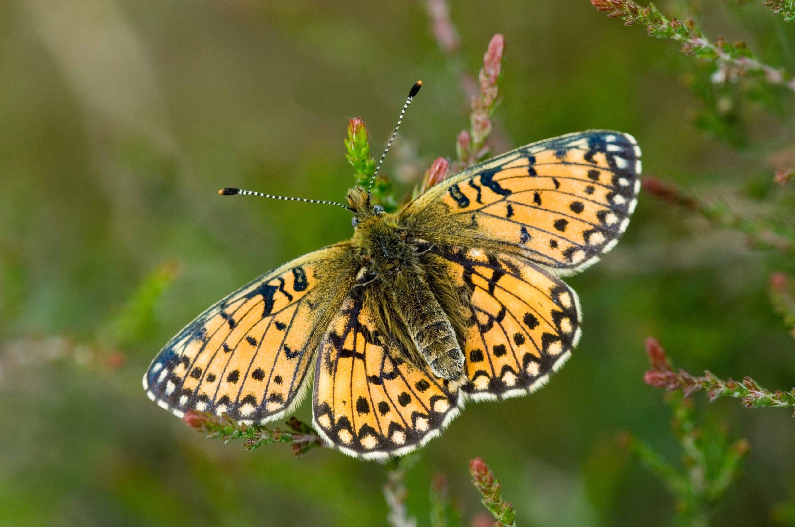 Small-Pearl-bordered-Fritillary-Jim-Black-scaled-aspect-ratio-540-358