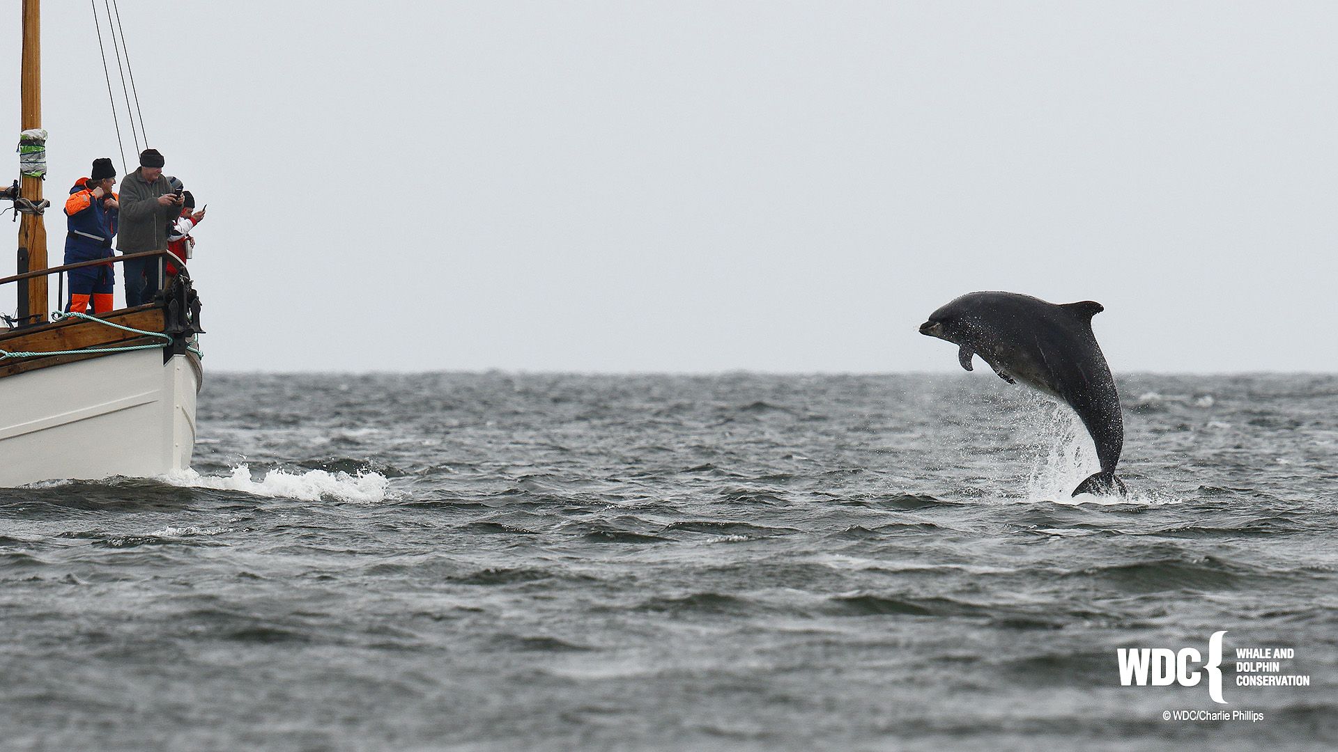 A picture showing a dolphin leaping out the water beside a boat