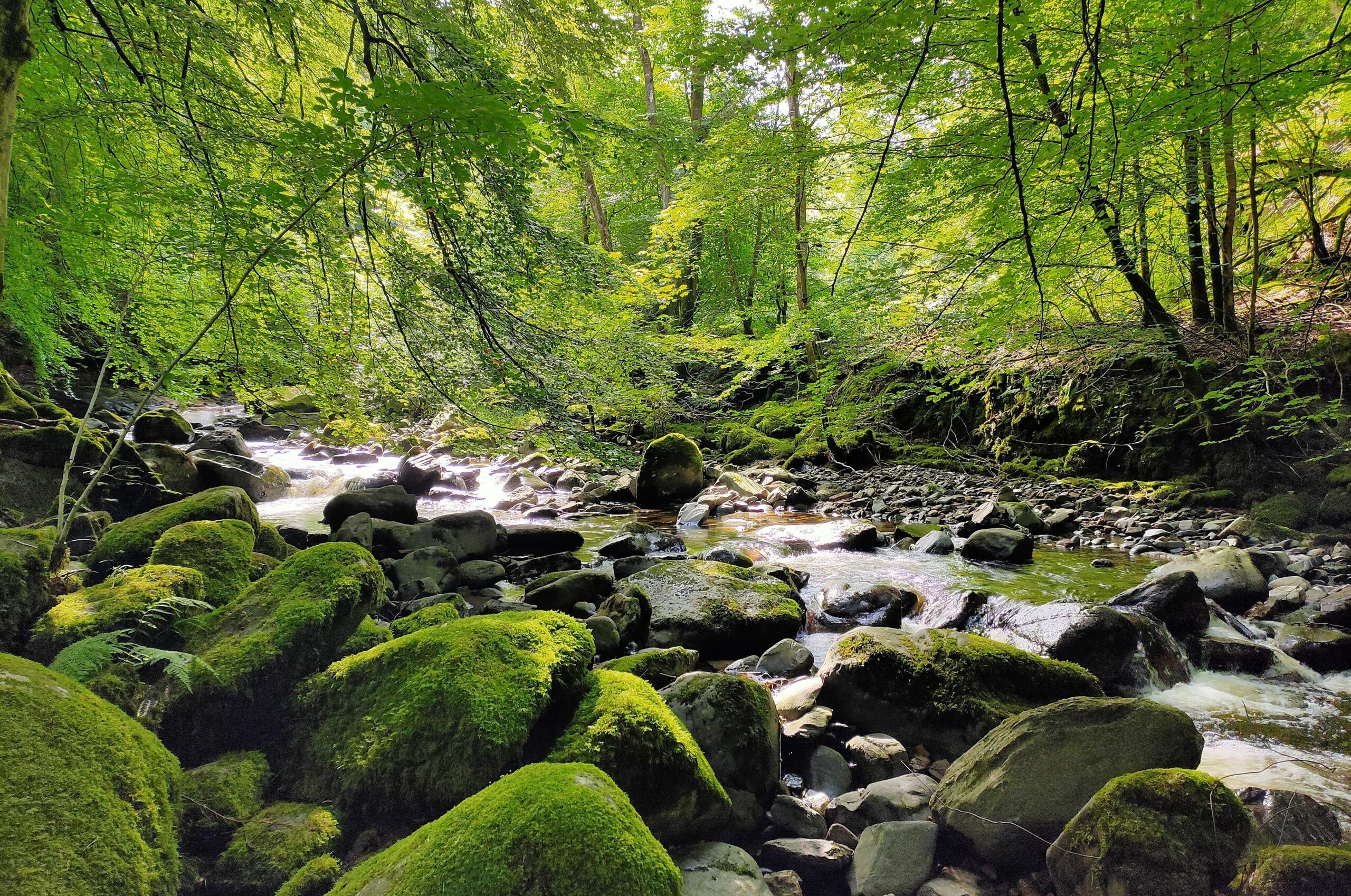 Perthshire-river-DL-scaled-aspect-ratio-540-358