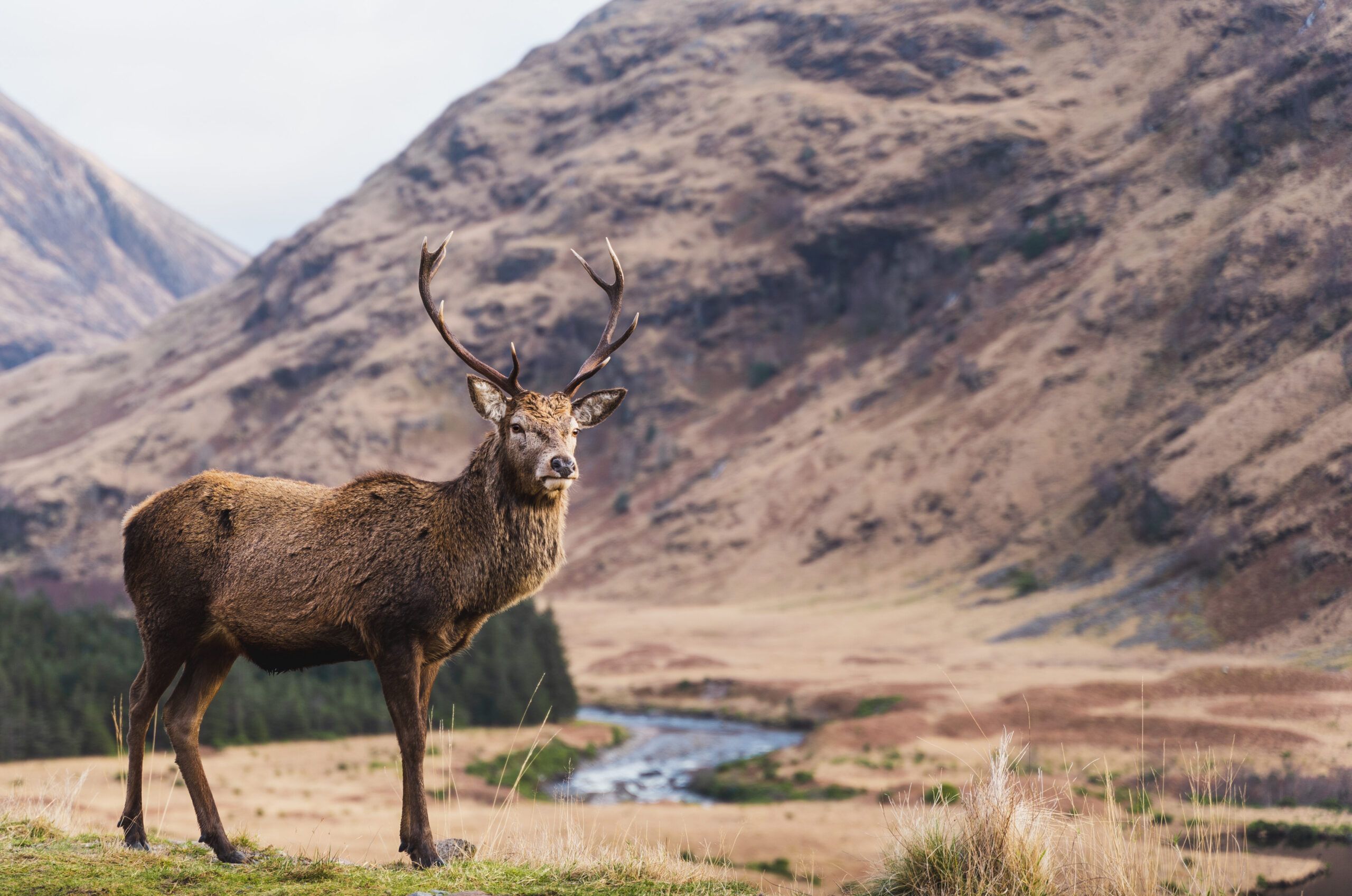 Red-Deer-2-©-Mae-Mackay-scaled-aspect-ratio-540-358