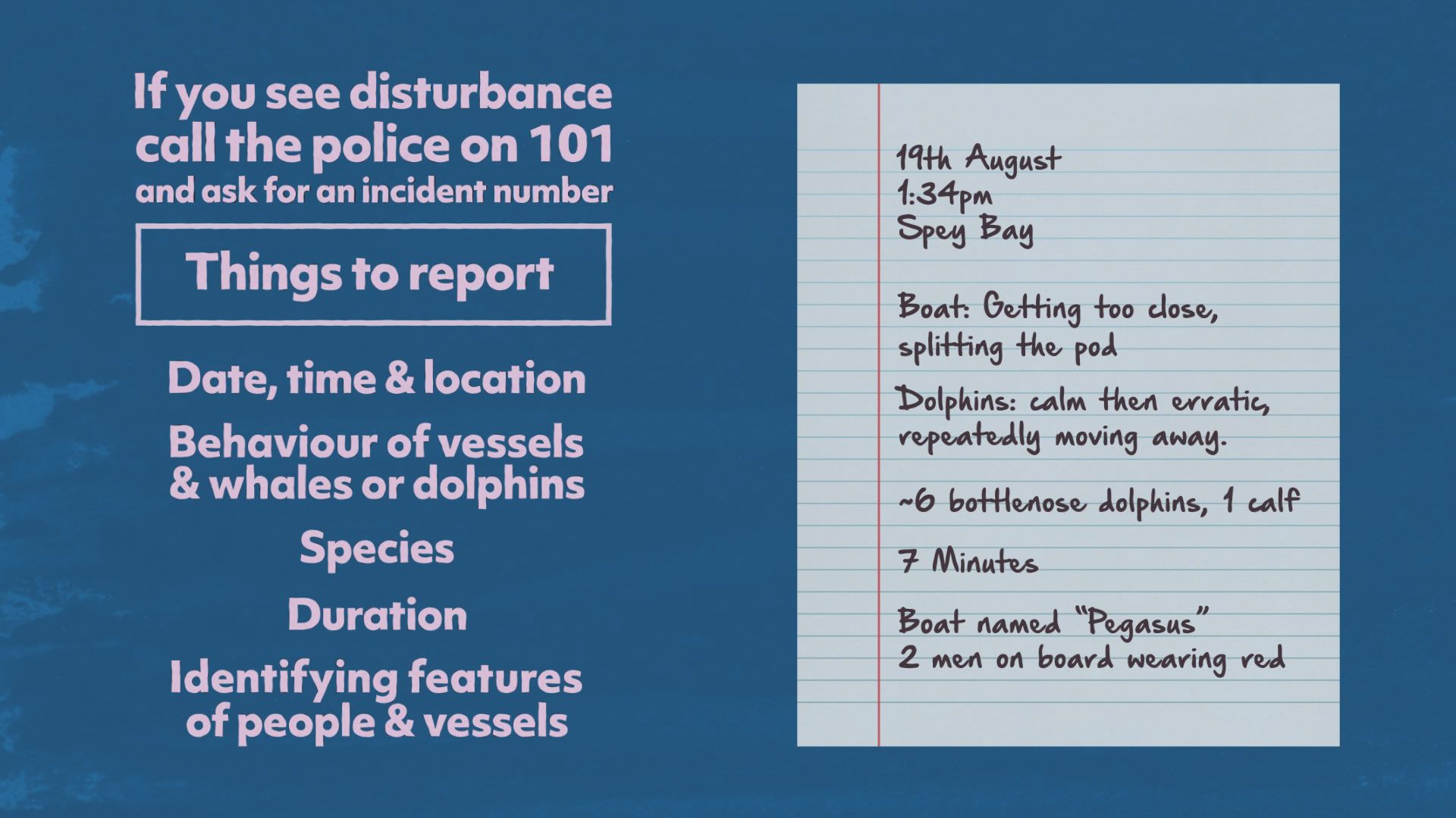 An image with written instructions for reporting disturbance of marine animals