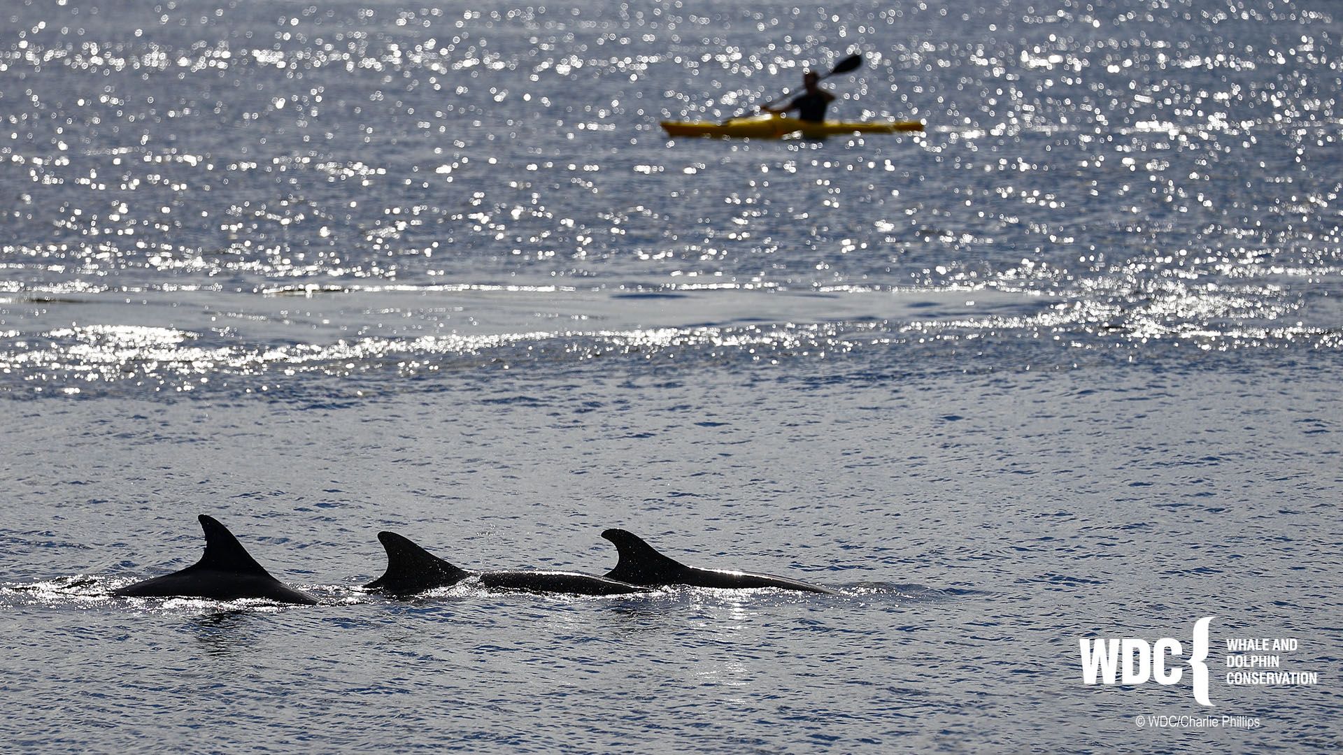 A picture of a kayak near dolphins swimming