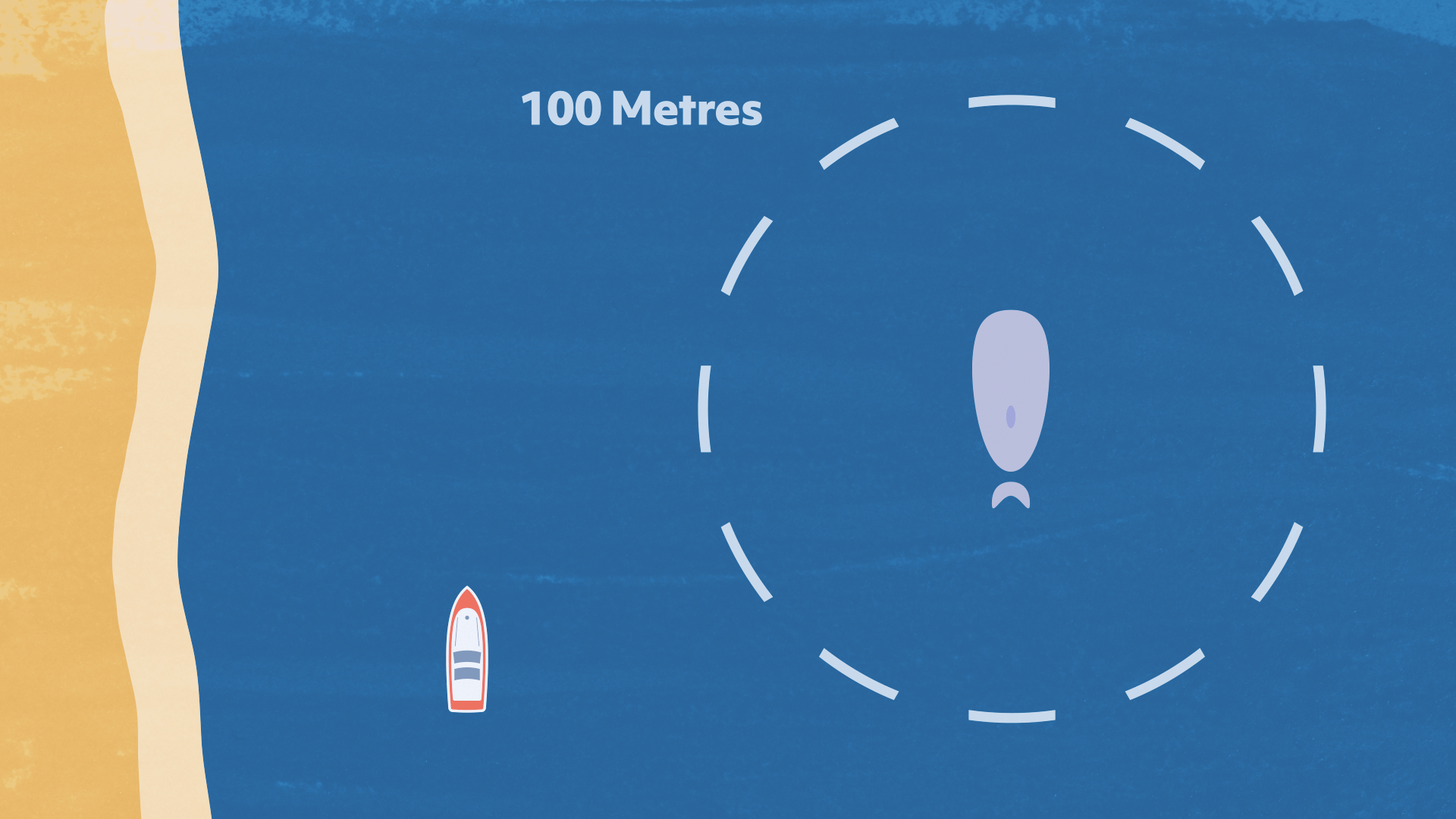 An infographic showing safe observation distance from a marine animal