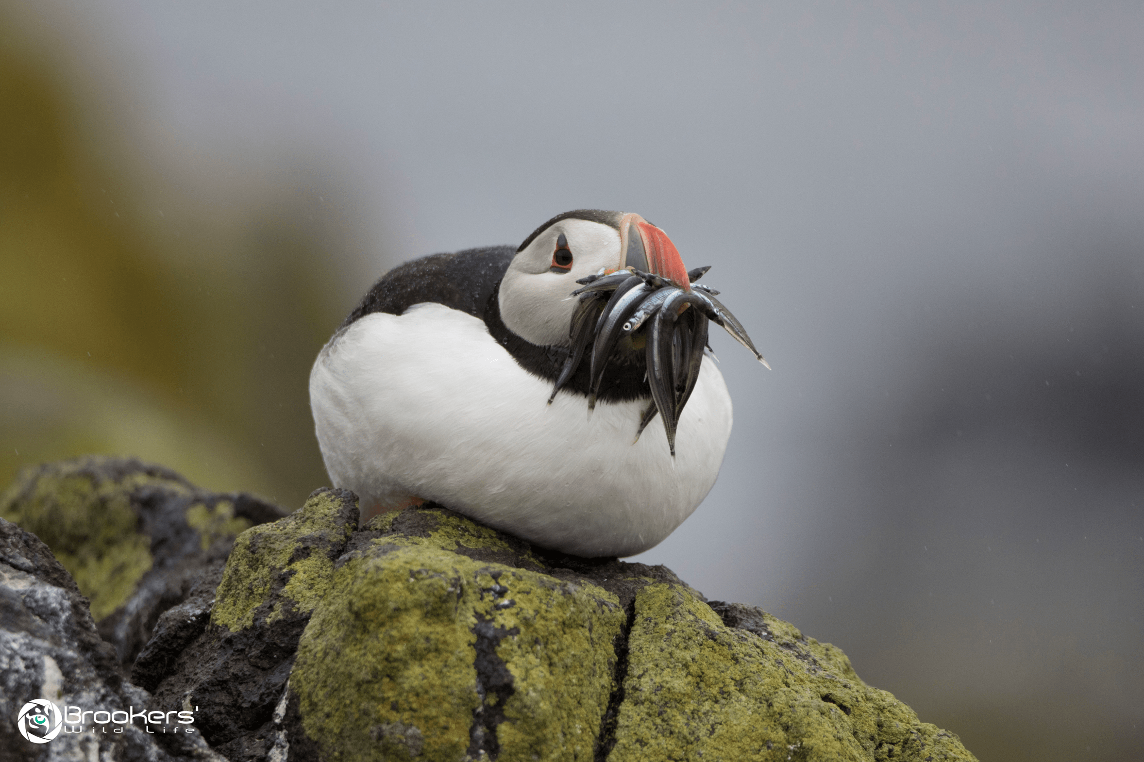 A picture of a puffin resting on a rock with sandeels in its beak