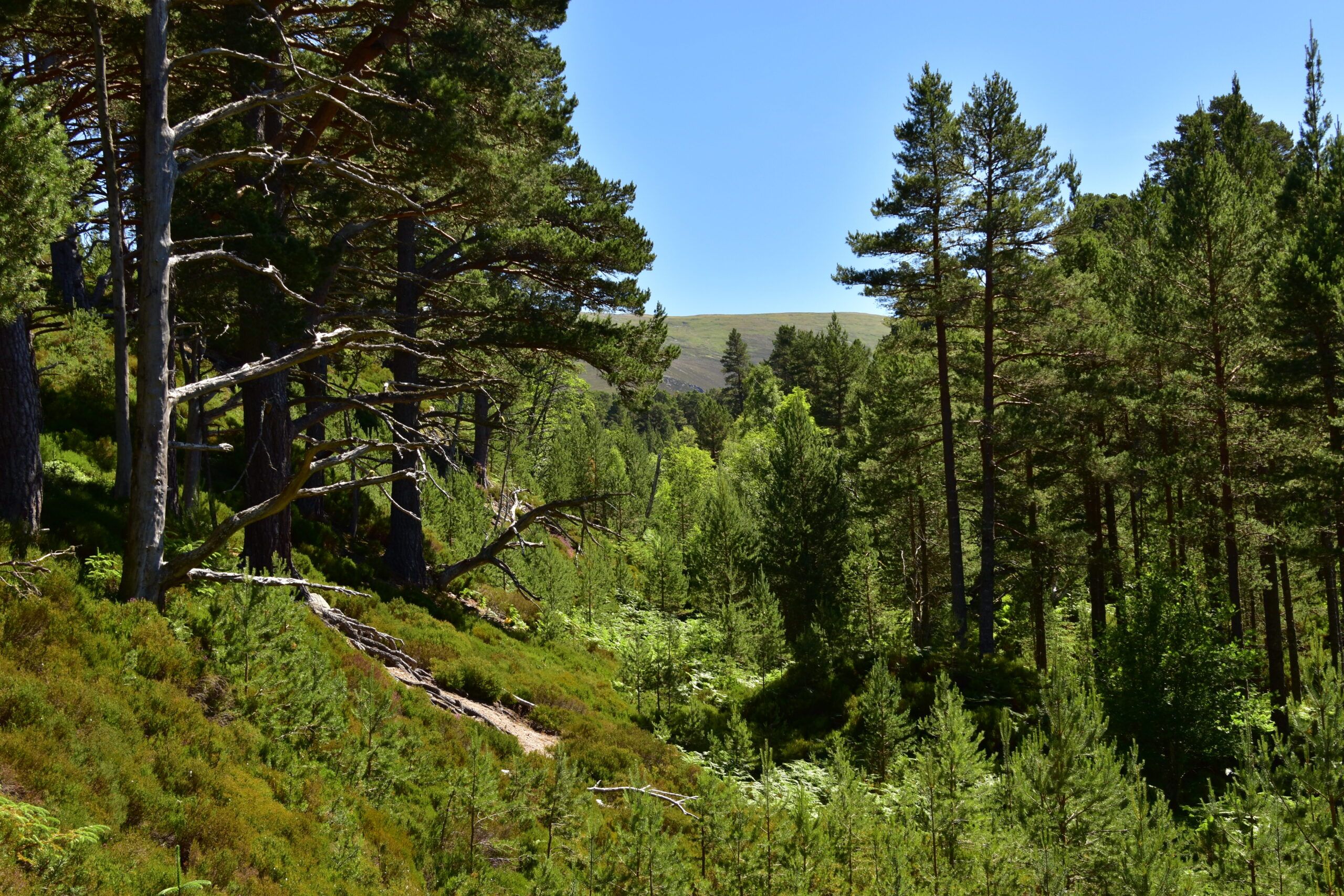 Summer-Trees-Calum-McLennan-1-scaled-aspect-ratio-540-358