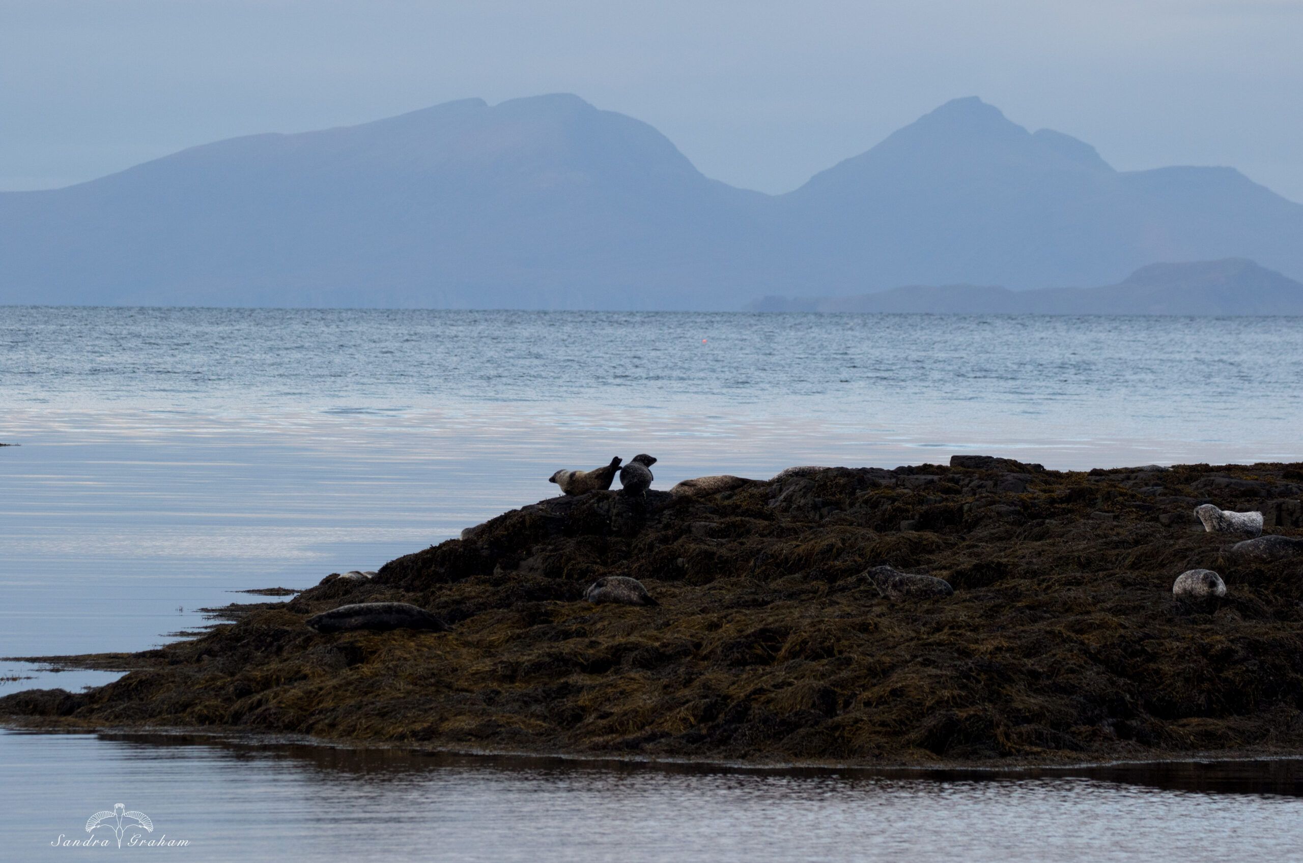 Seals-and-Rum-Sandra-Graham-large-scaled-aspect-ratio-540-358