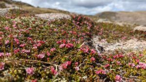 Trailing Azalea Cairngorm Plateau Alistair Whyte