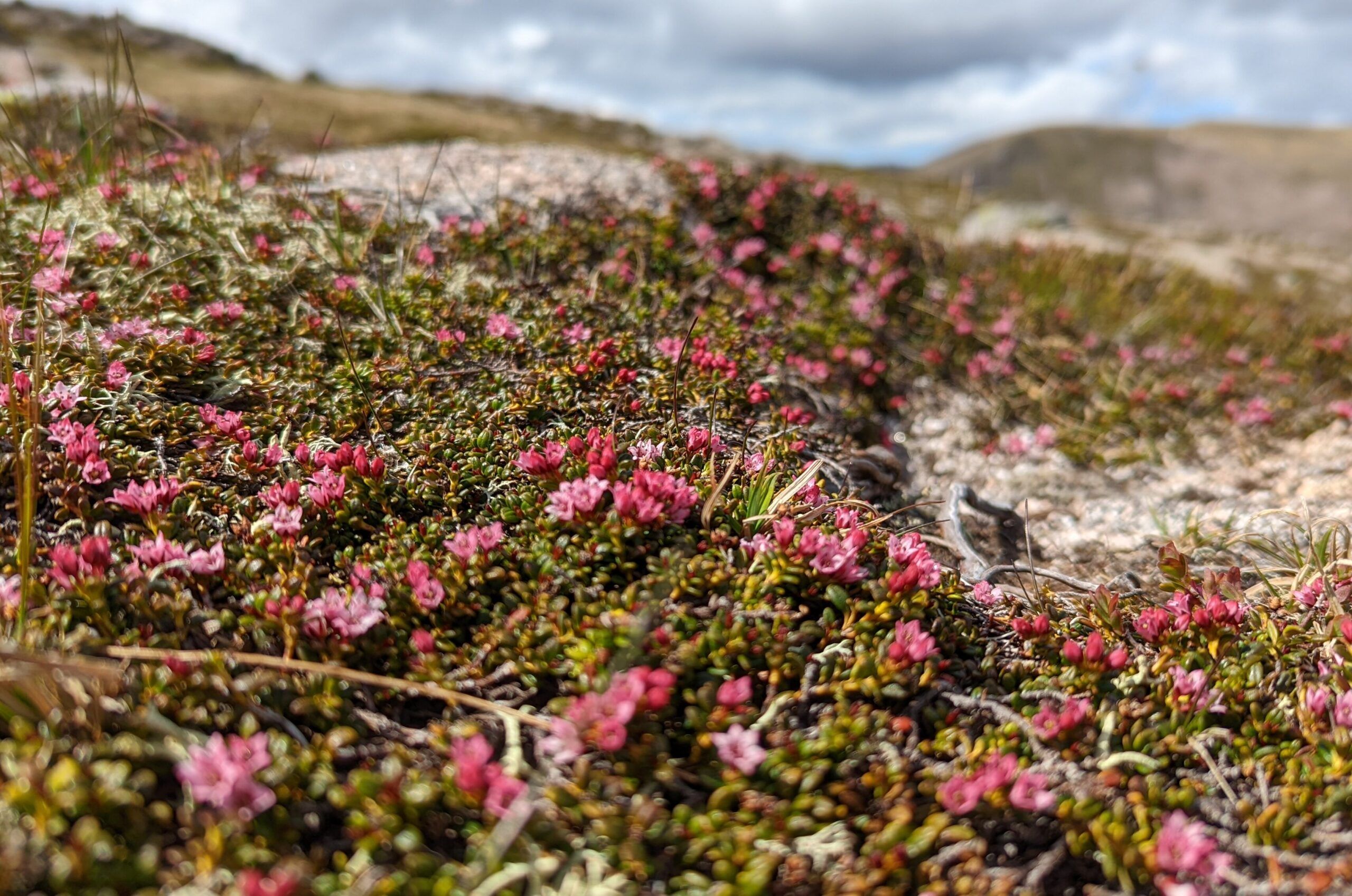 Trailing-Azalea-Cairngorm-Plateau-AW-scaled-aspect-ratio-540-358