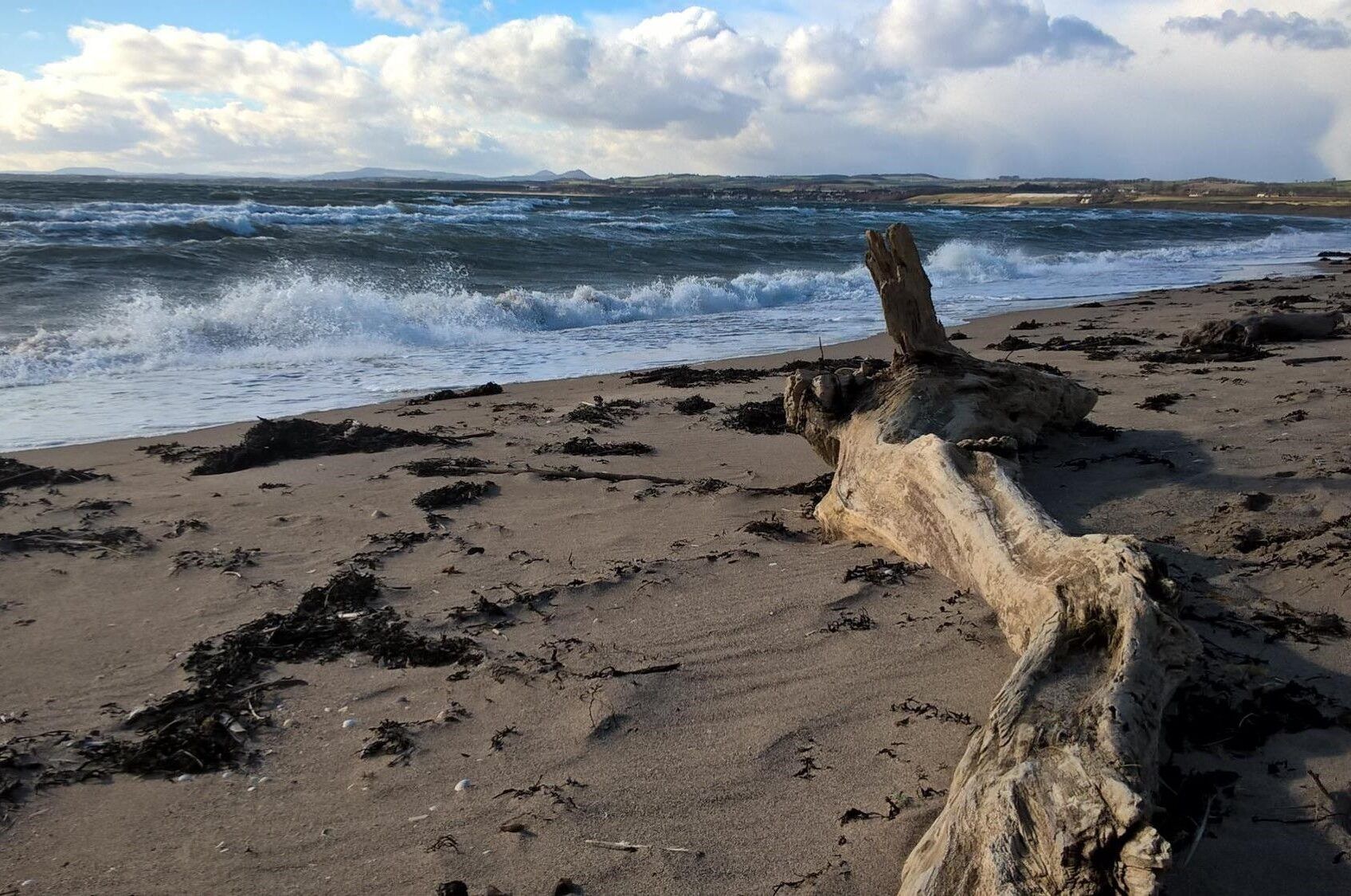 beach-driftwood-aspect-ratio-540-358