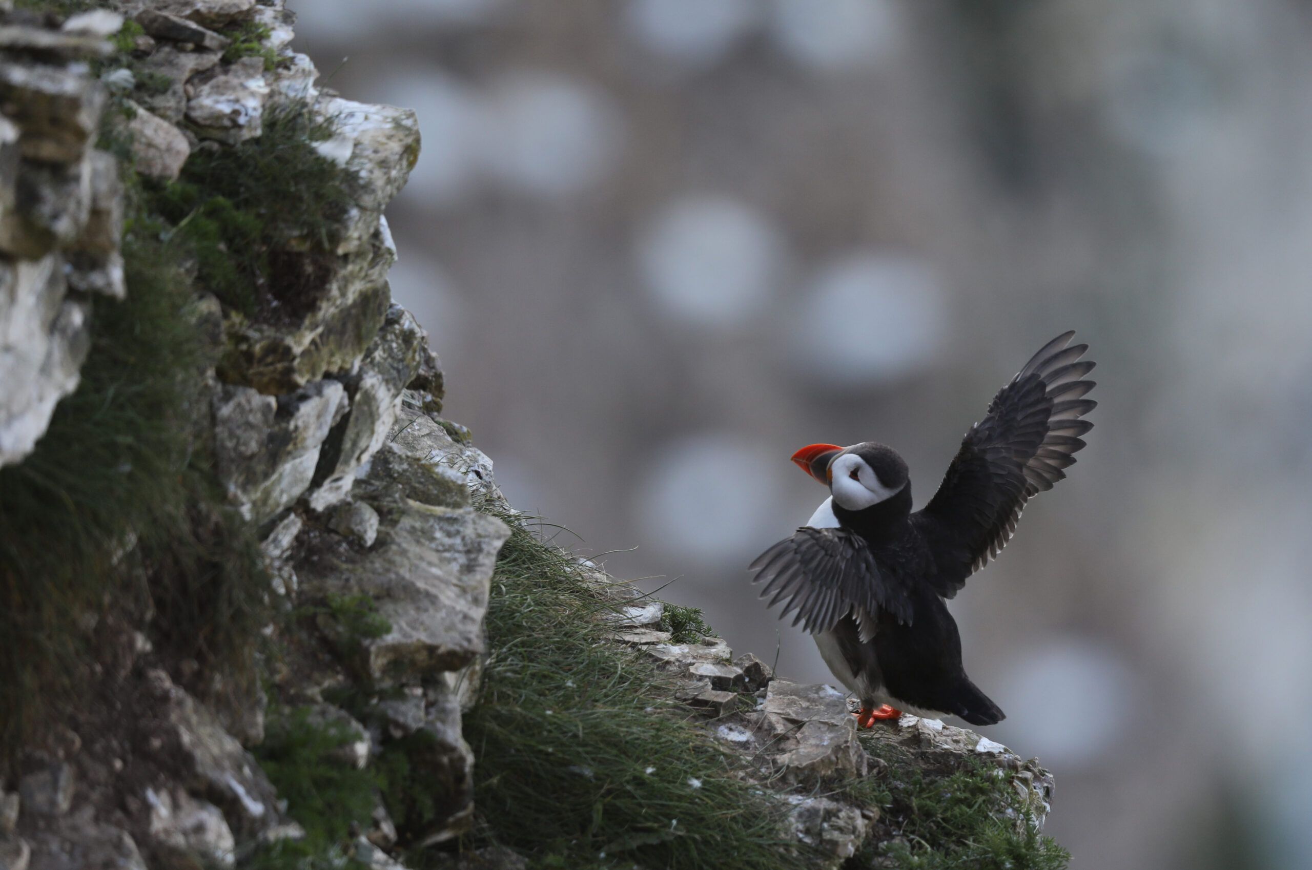 Puffin-scaled-aspect-ratio-540-358