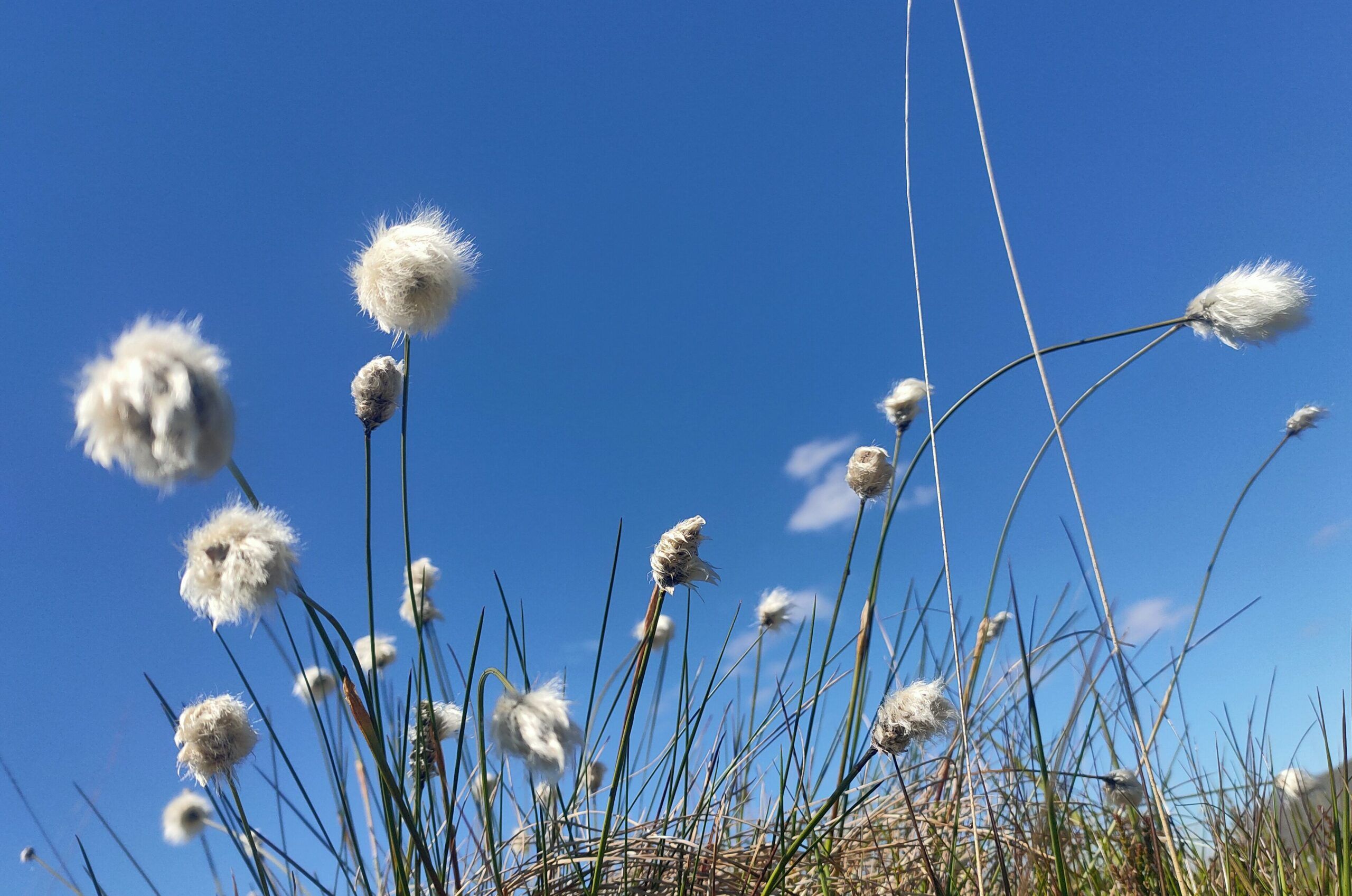 Harestail-grass-Ballachullish-scaled-aspect-ratio-540-358