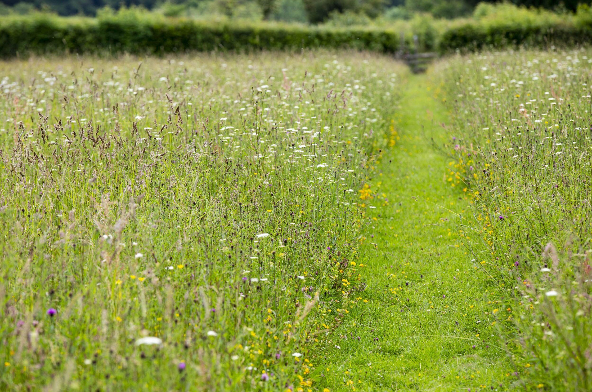 Desire-path-through-a-meadow-c-Matt-Pitts-Plantlife-aspect-ratio-540-358