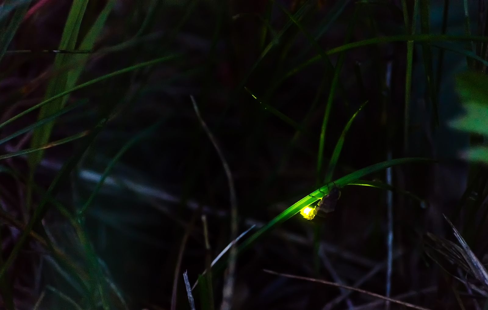 Image of a Common Glow-worm glowing on a blade of grass at night.