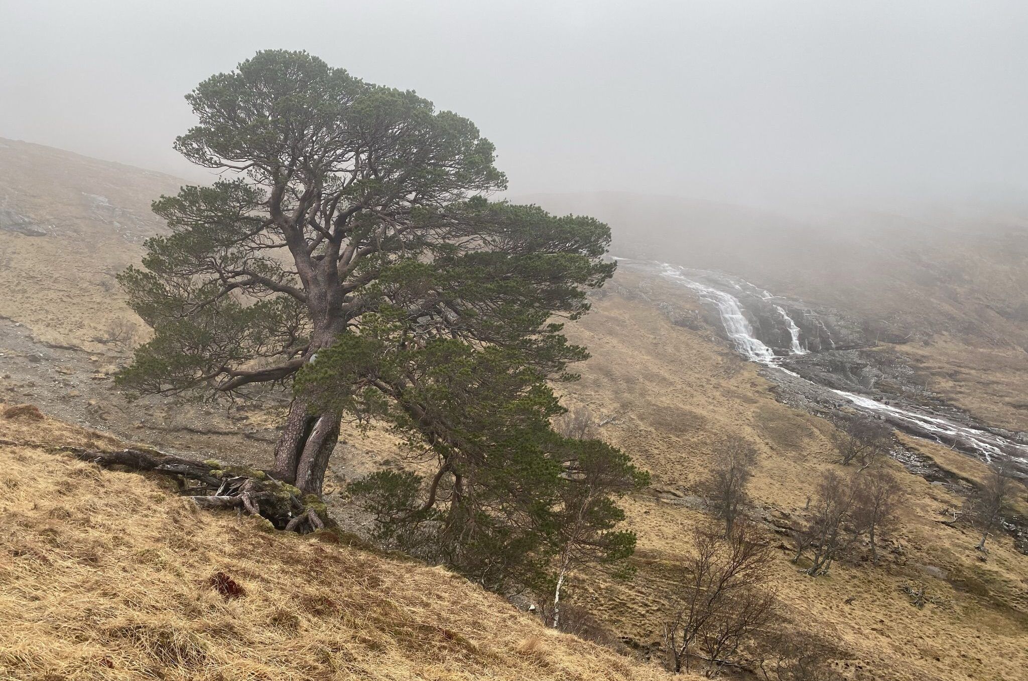 lone-wild-Scots-pine-clinging-on-in-a-chronically-overbrowsed-landscape-aspect-ratio-540-358
