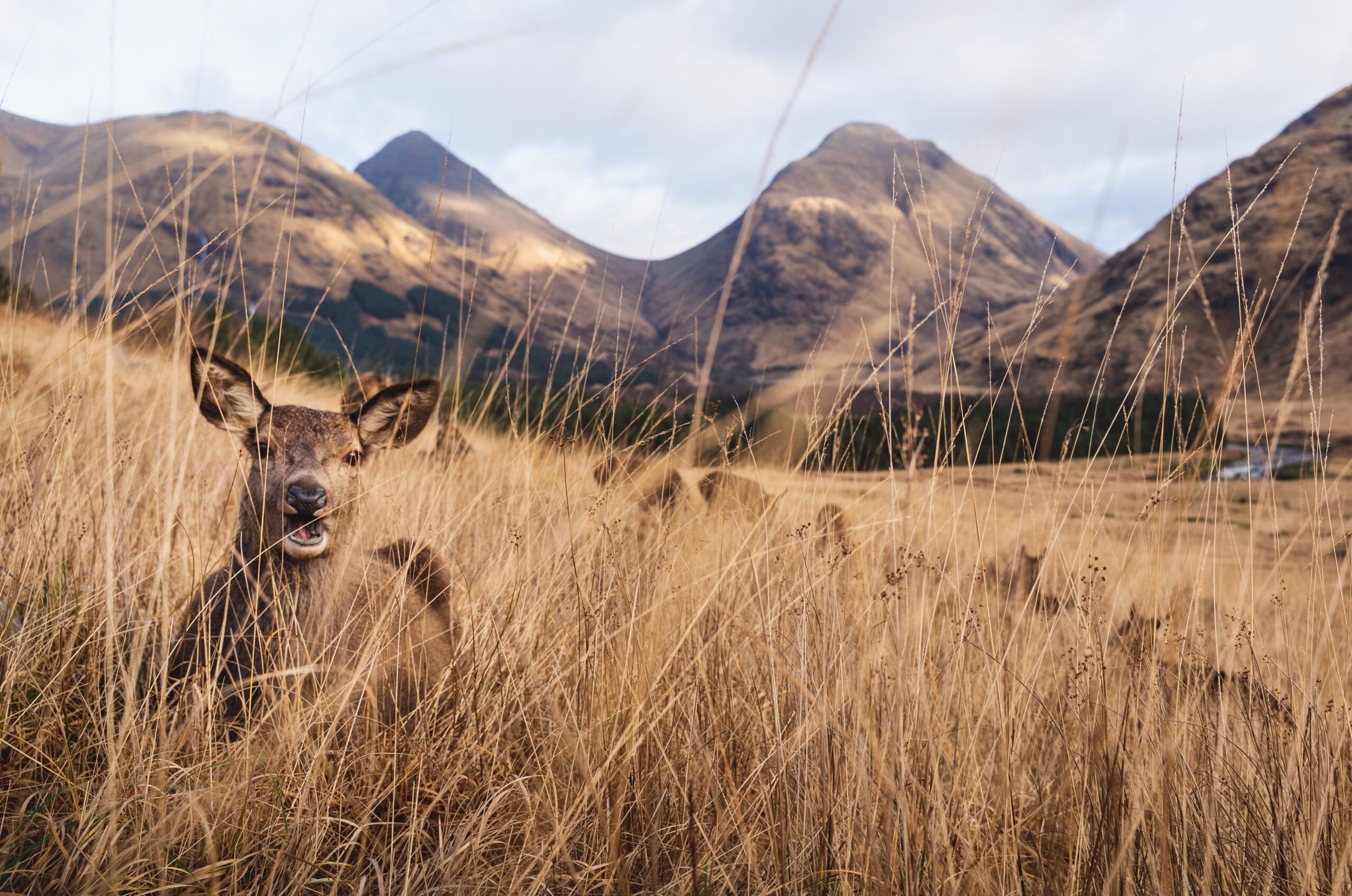 Red-Deer-©-Mae-Mackay-scaled-aspect-ratio-540-358