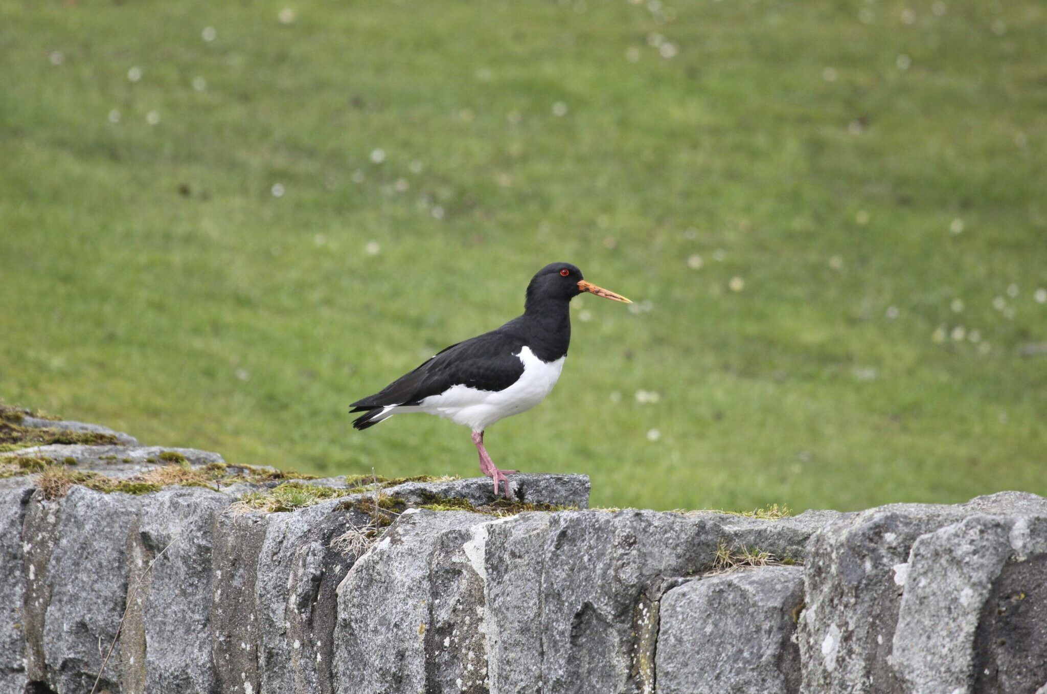 Ian-Francis-rspb-images.com-8-2048x1365-1-aspect-ratio-540-358