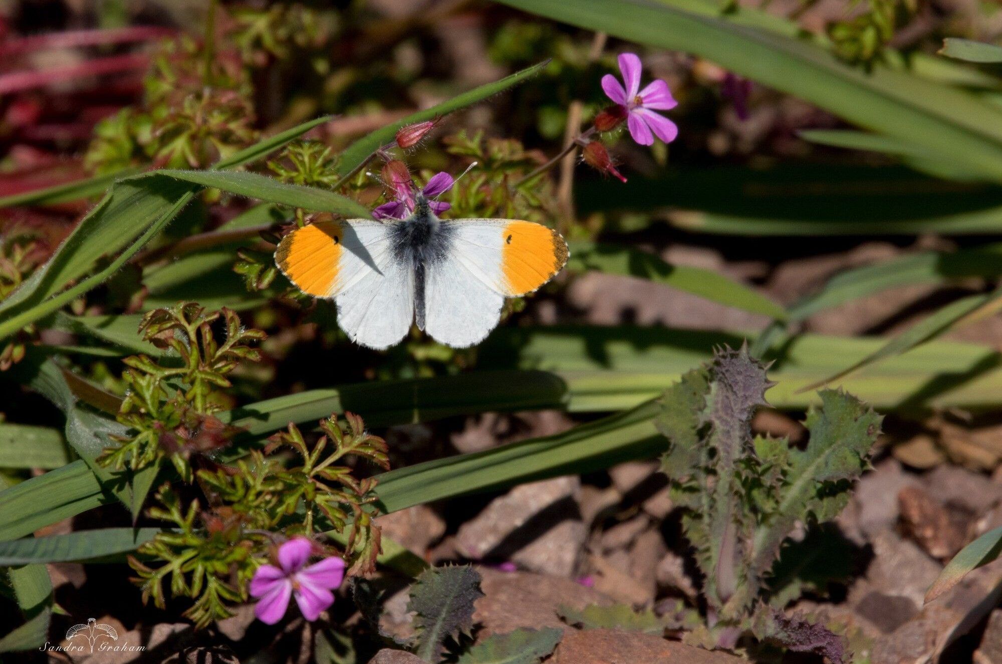 Orange-tip-butterfly-Sandra-Graham-smaller-aspect-ratio-540-358