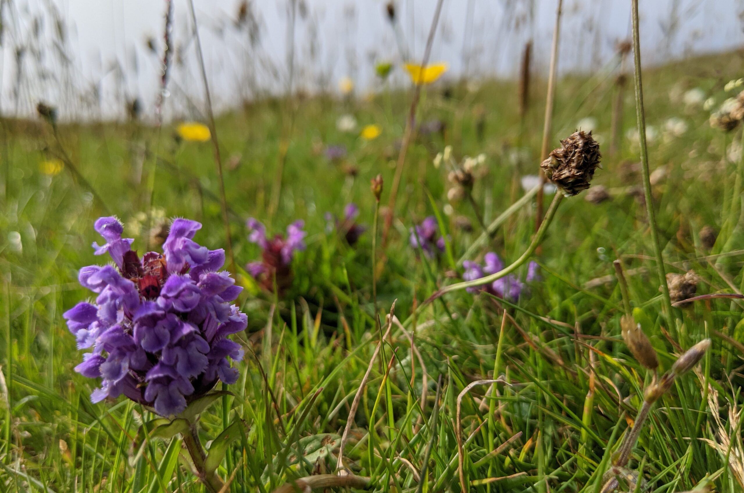 Species-Rich-Grassland-2-Plantlife-scaled-aspect-ratio-540-358