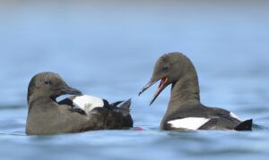 Black guillemot Cepphus grylle, pair showing typical courtship display, Oban, Scotland, UK, June