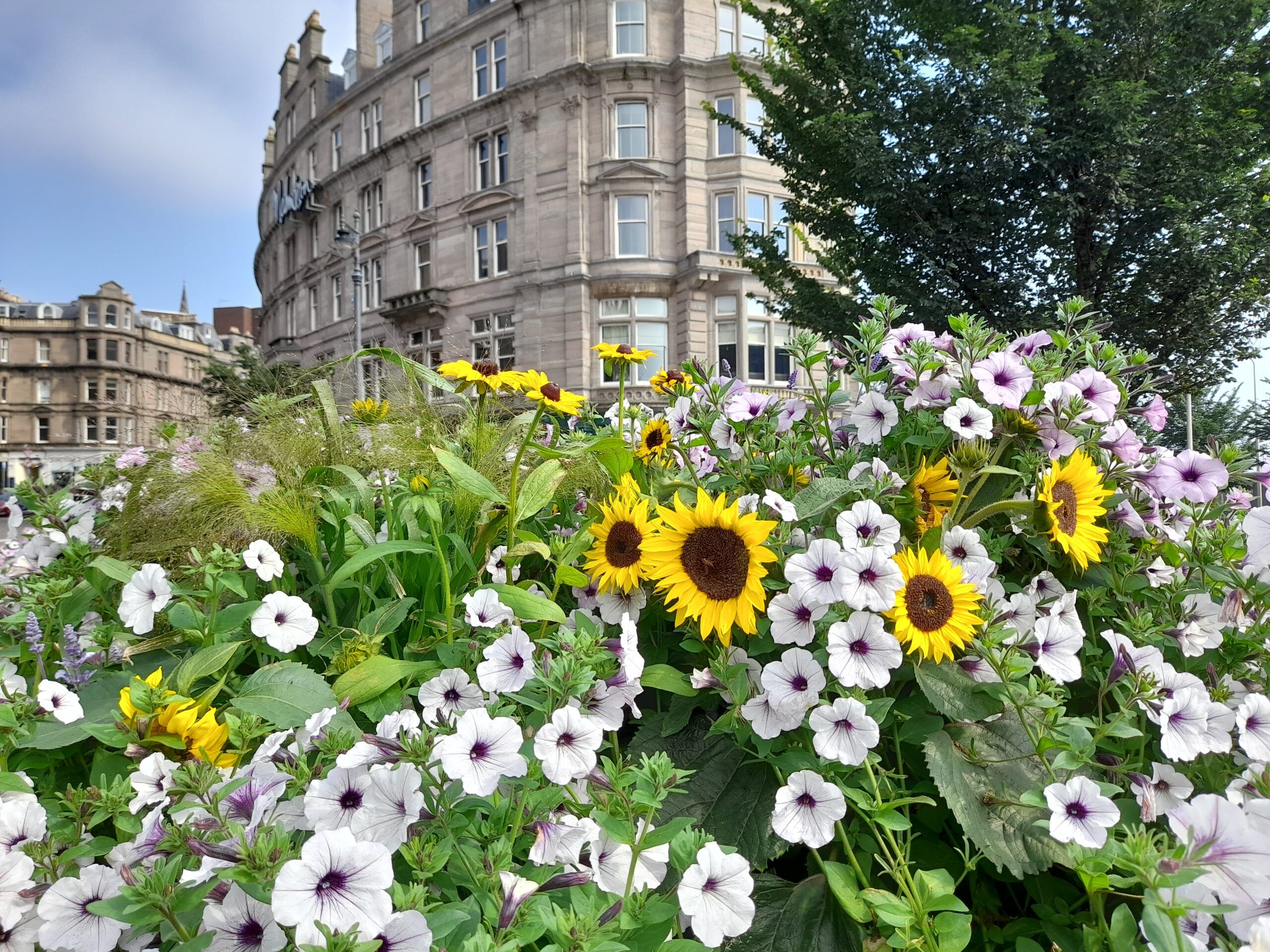 Bonnie Dundee's City Centre Planting (3) - Planters opposite Malmaison