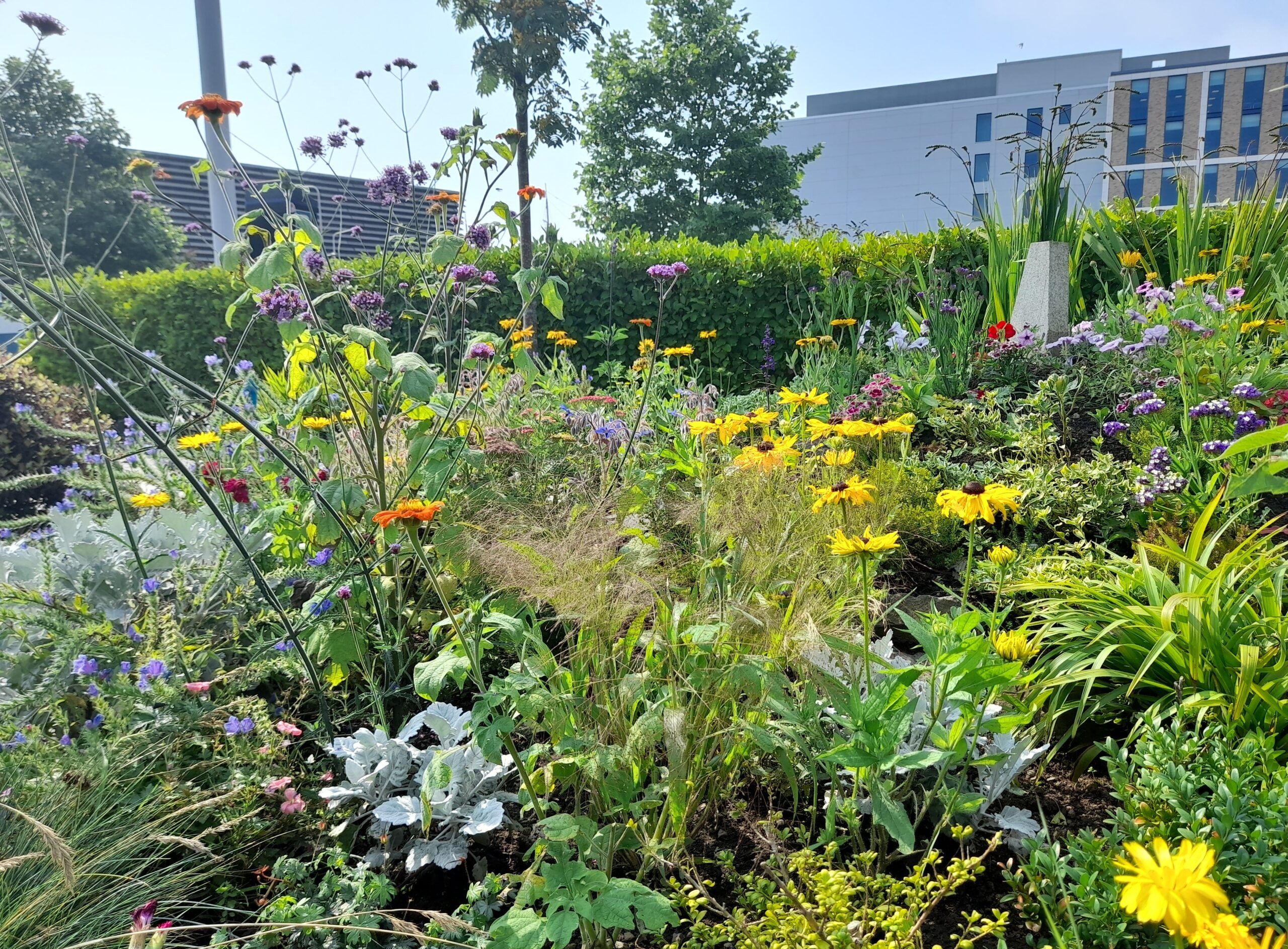 Bonnie Dundee's City Centre Planting (9) - Slessor Gardens