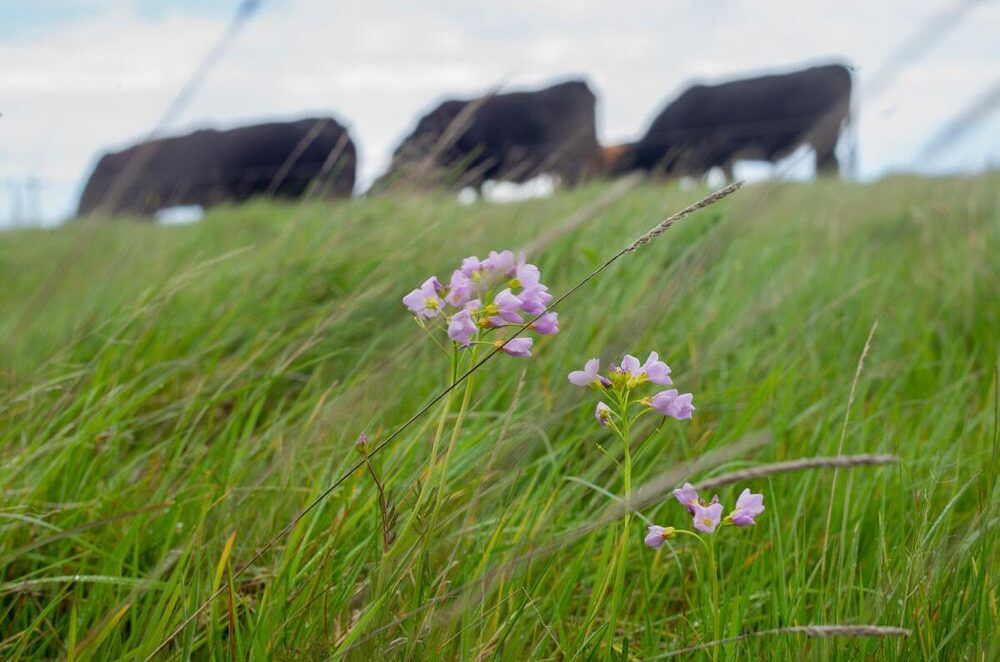 Aberdeen-Angus-cows-©-David-Bebber-WWF-UK-aspect-ratio-540-358