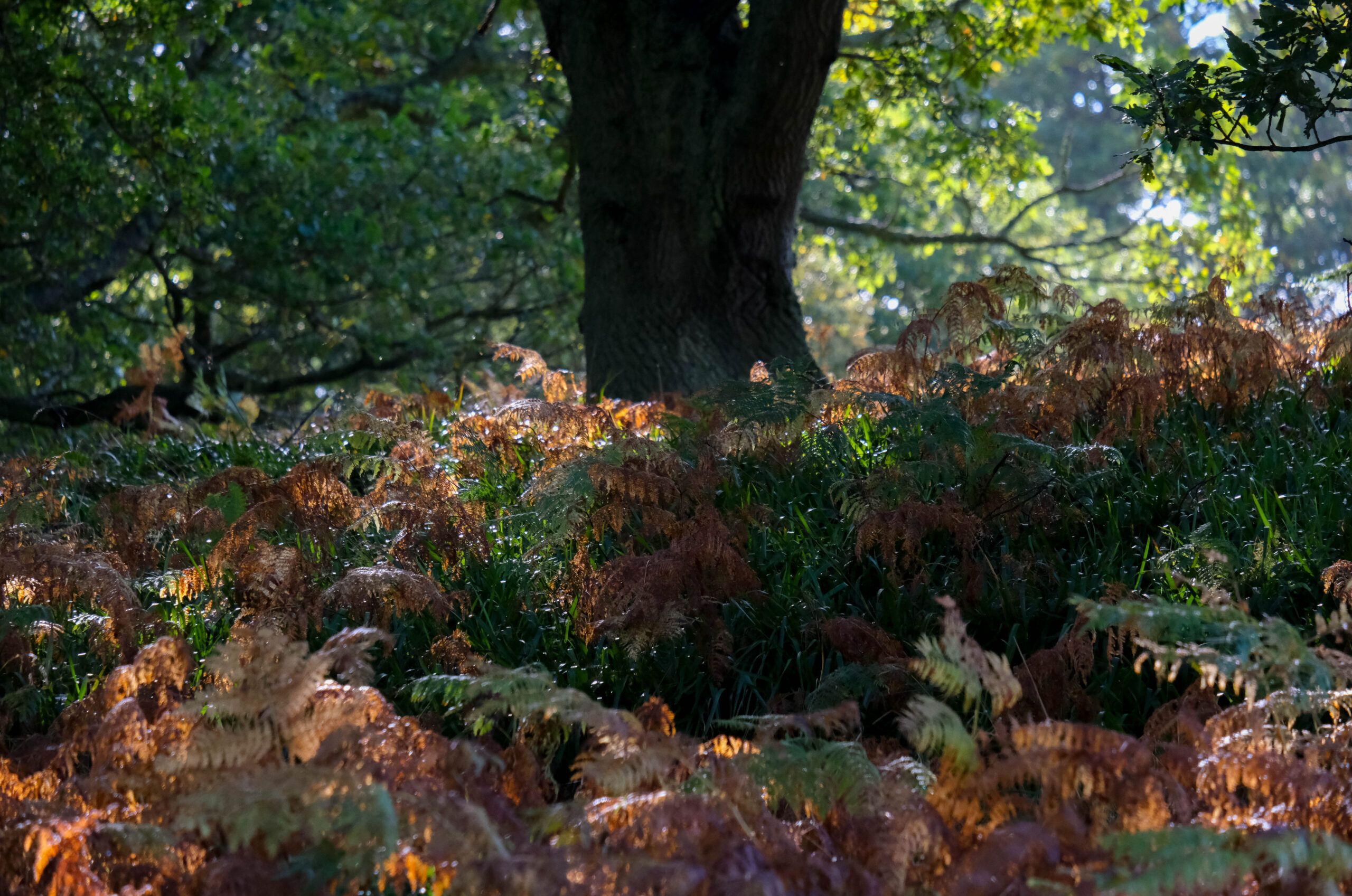 Oak-and-Bracken-Sandra-Graham-large--scaled-aspect-ratio-540-358