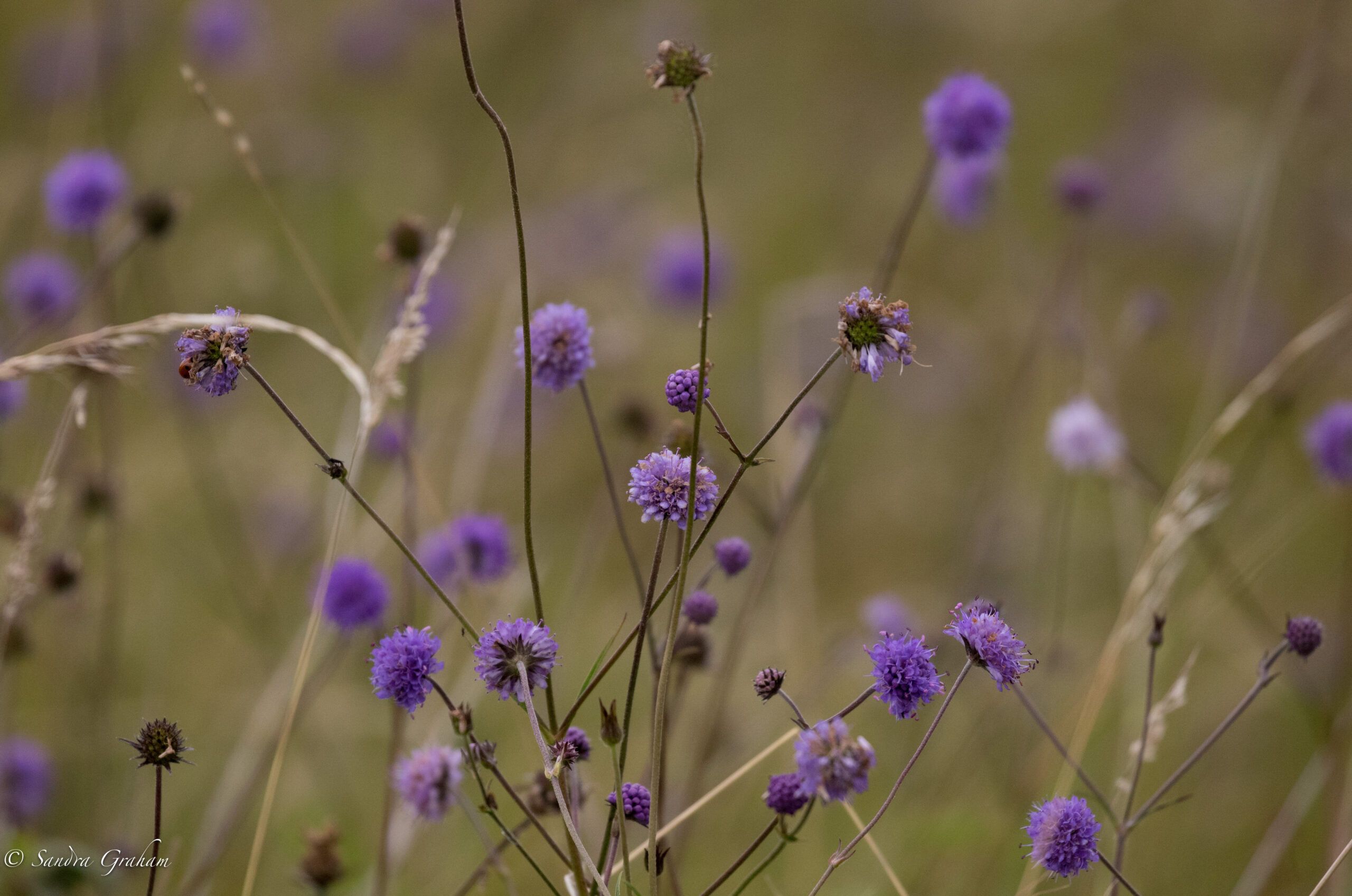 puple-flowers-Sandra-Graham-scaled-aspect-ratio-540-358