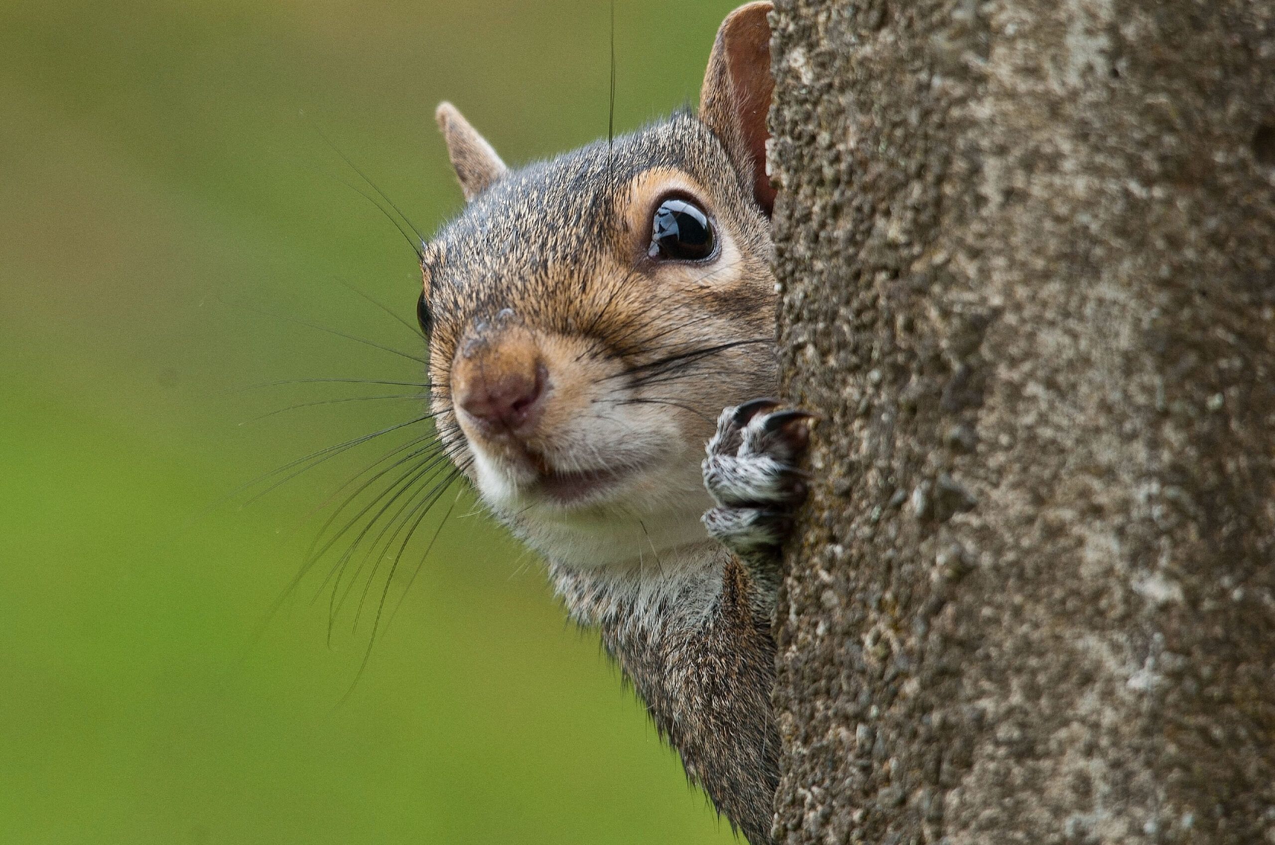 3-grey-squirrel-c-Bob-Coyle-scaled-aspect-ratio-540-358