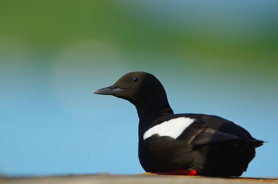 8877.7851.0005.Guillemot-aspect-ratio-540-358