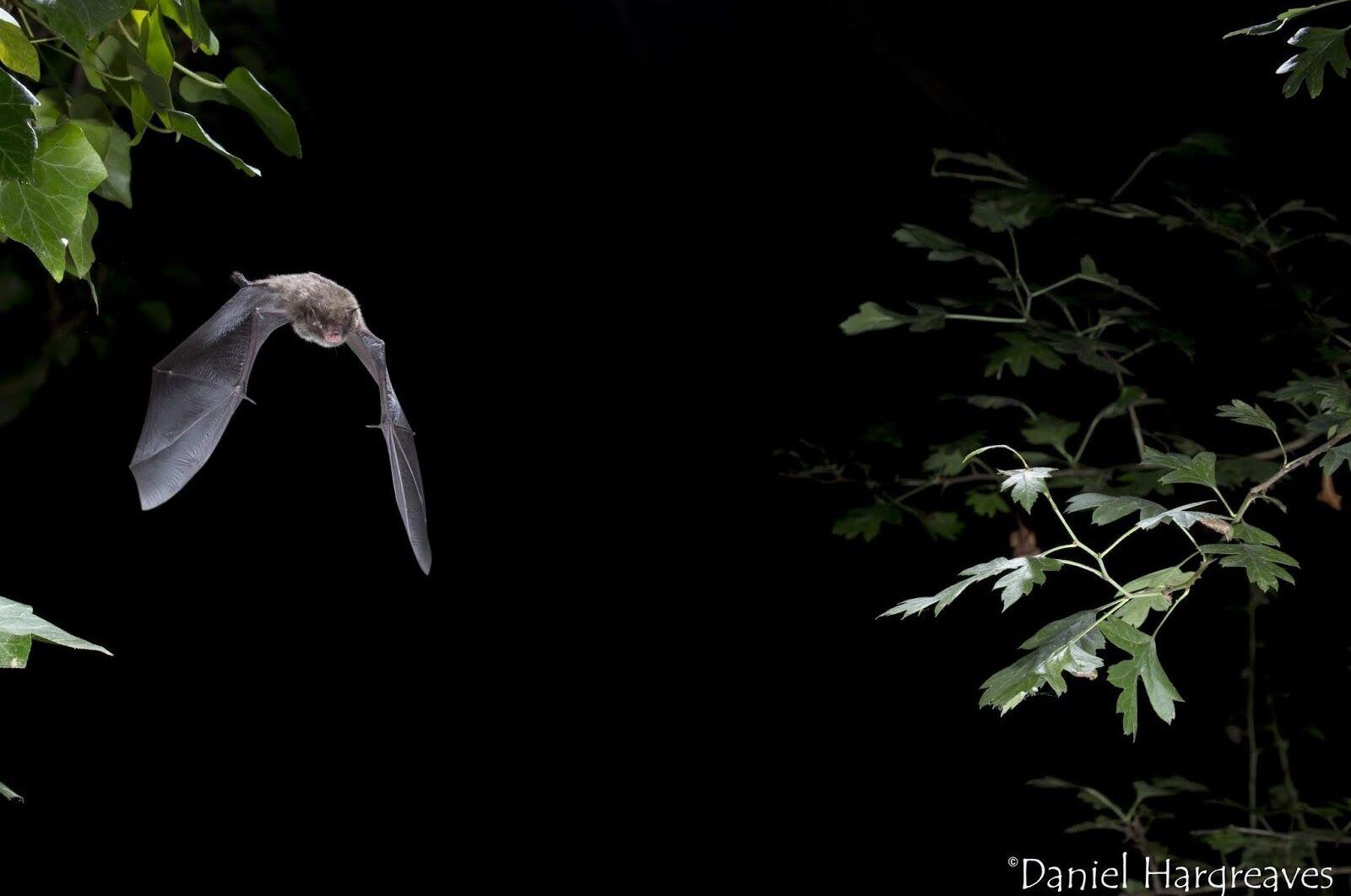 Bat-aspect-ratio-540-358