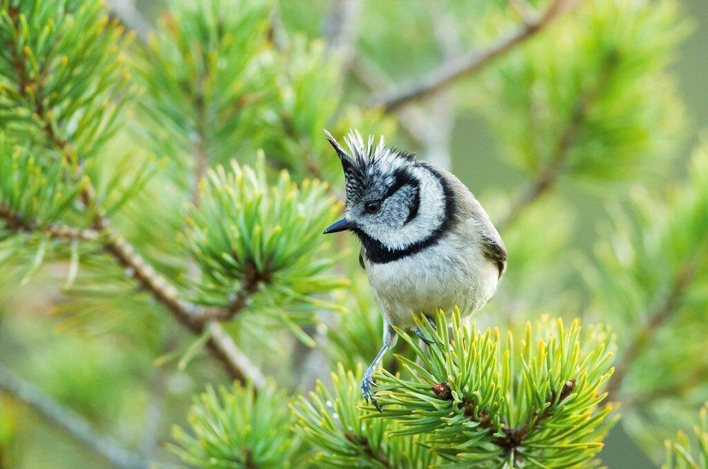 Bird-aspect-ratio-540-358