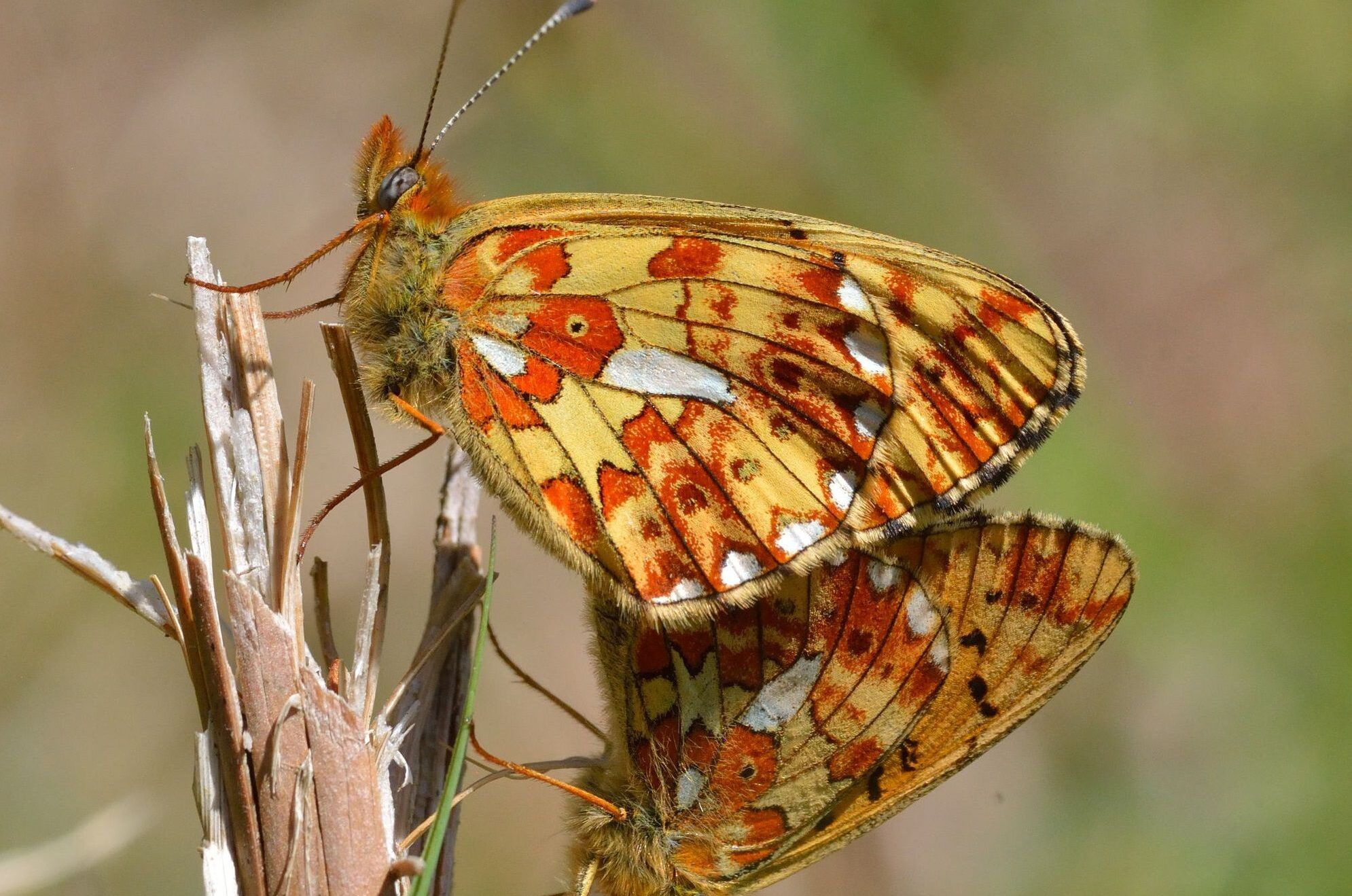 Crop-1-aspect-ratio-540-358