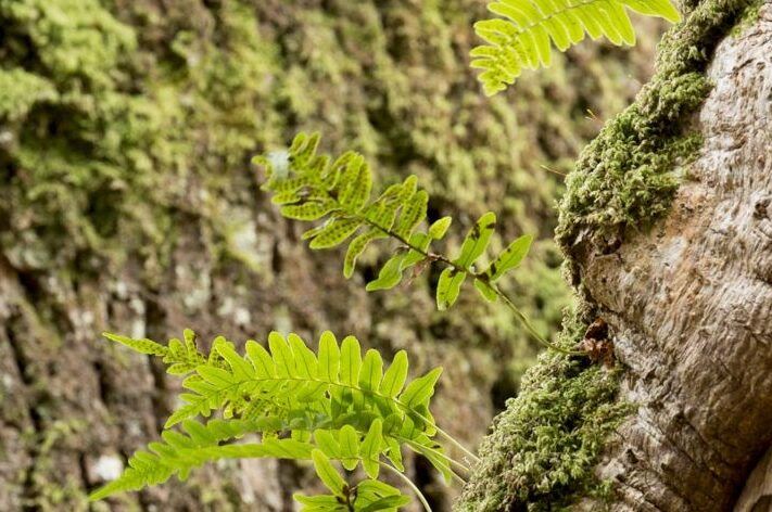 Crop-aspect-ratio-540-358