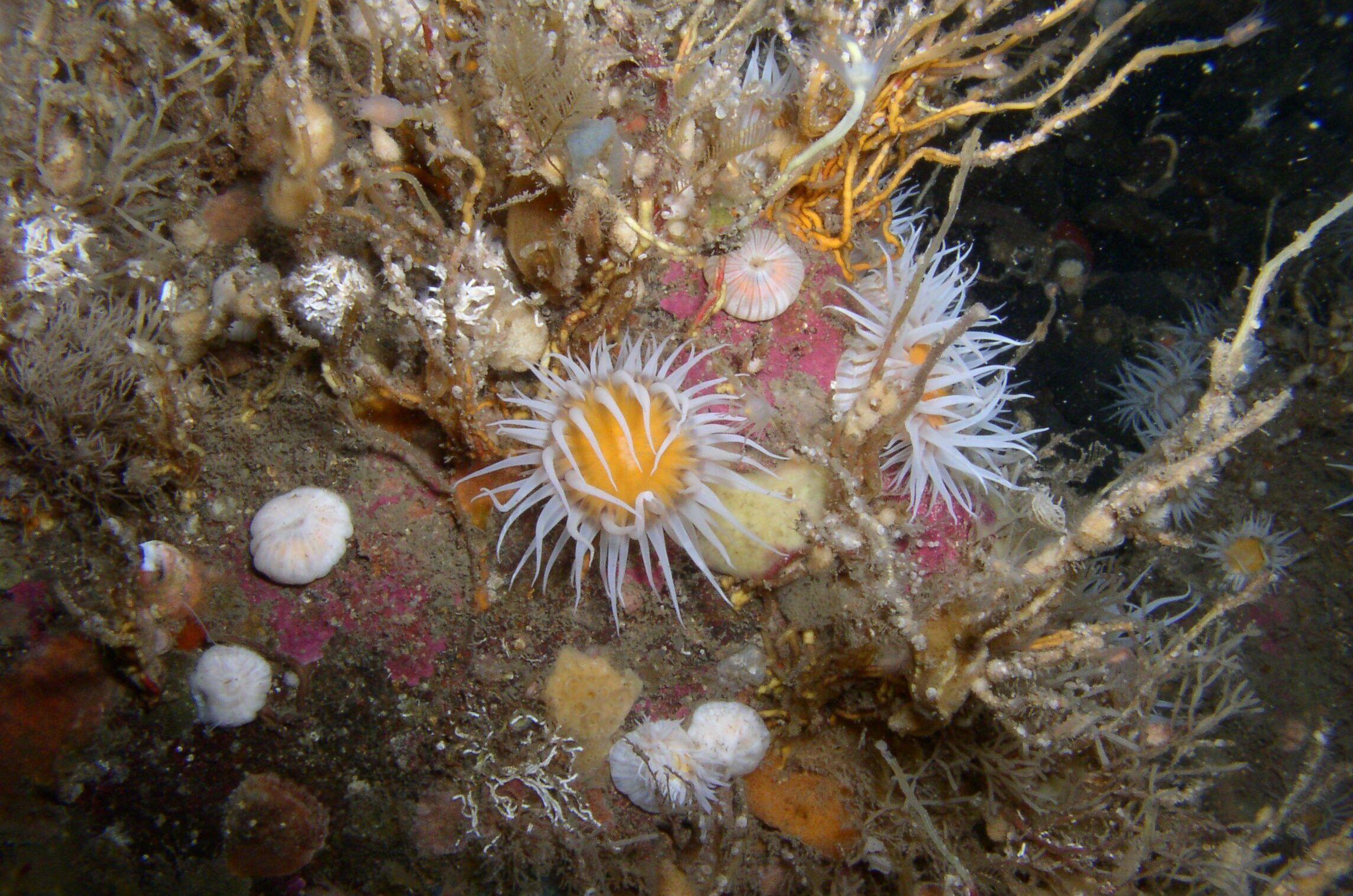 CuanSound_Actinothoe_CalumDuncan-aspect-ratio-540-358
