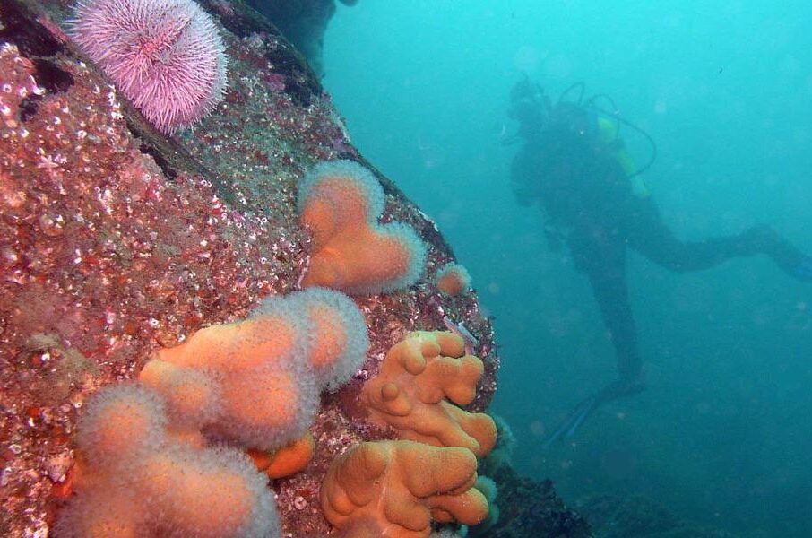 Diver-1-aspect-ratio-540-358