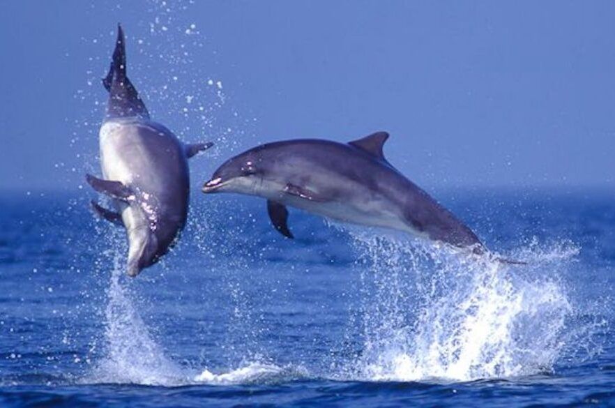 Dolphins-aspect-ratio-540-358