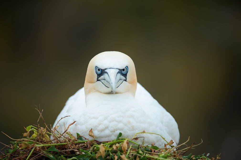 Gannet-aspect-ratio-540-358
