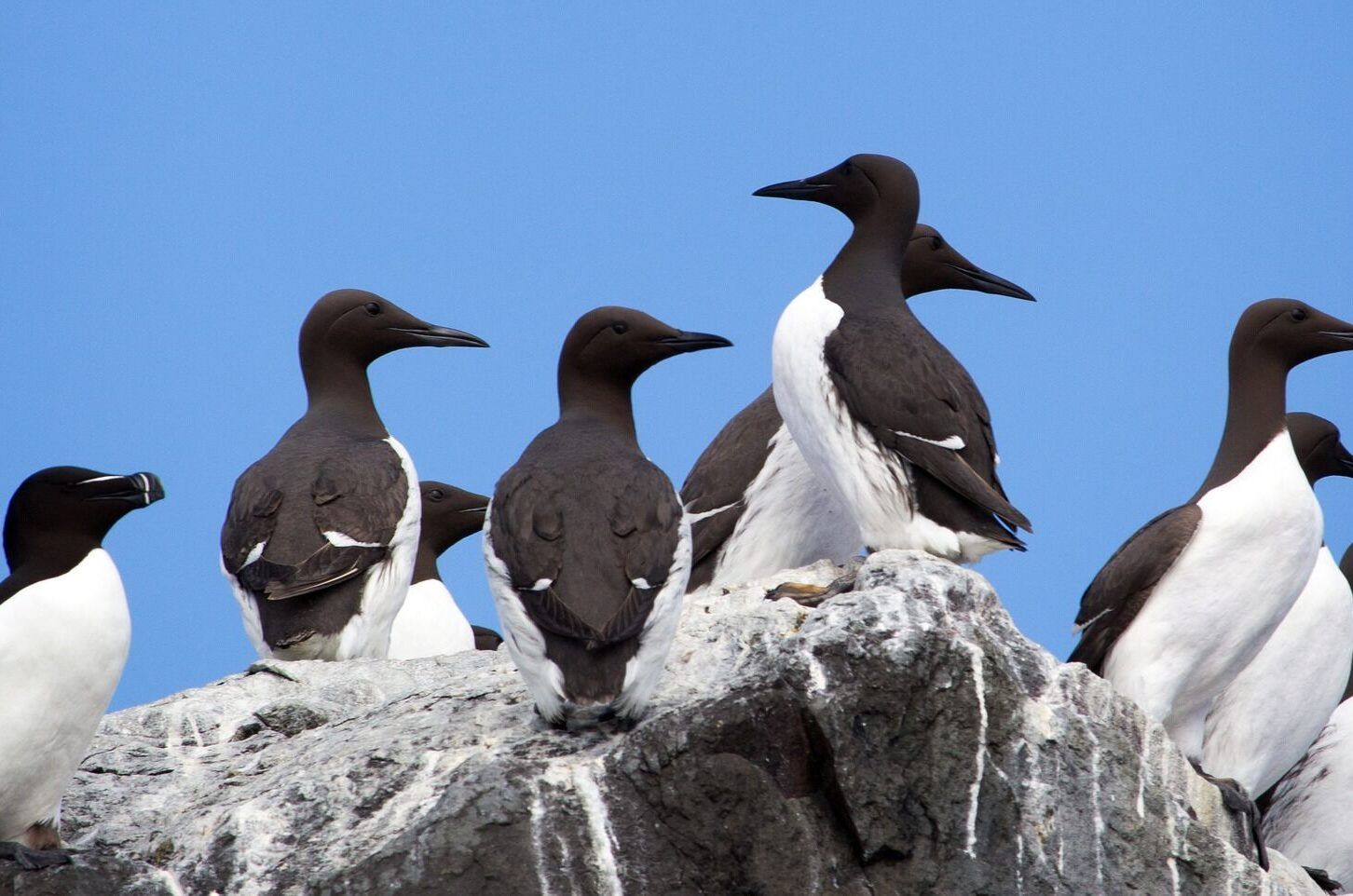 Guillemots-aspect-ratio-540-358