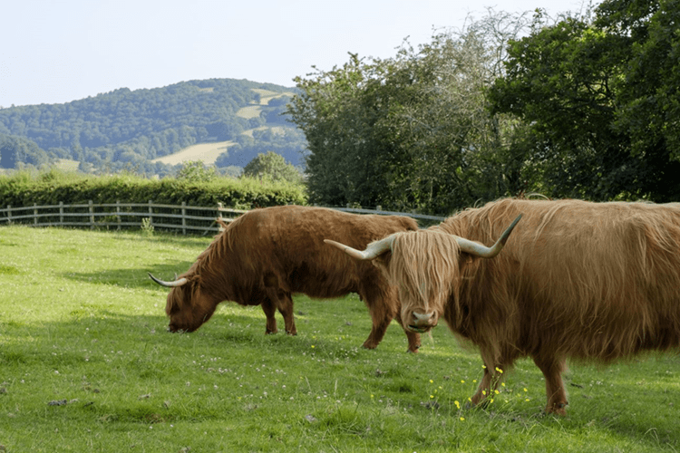 Two Highland cattle grazing in a field