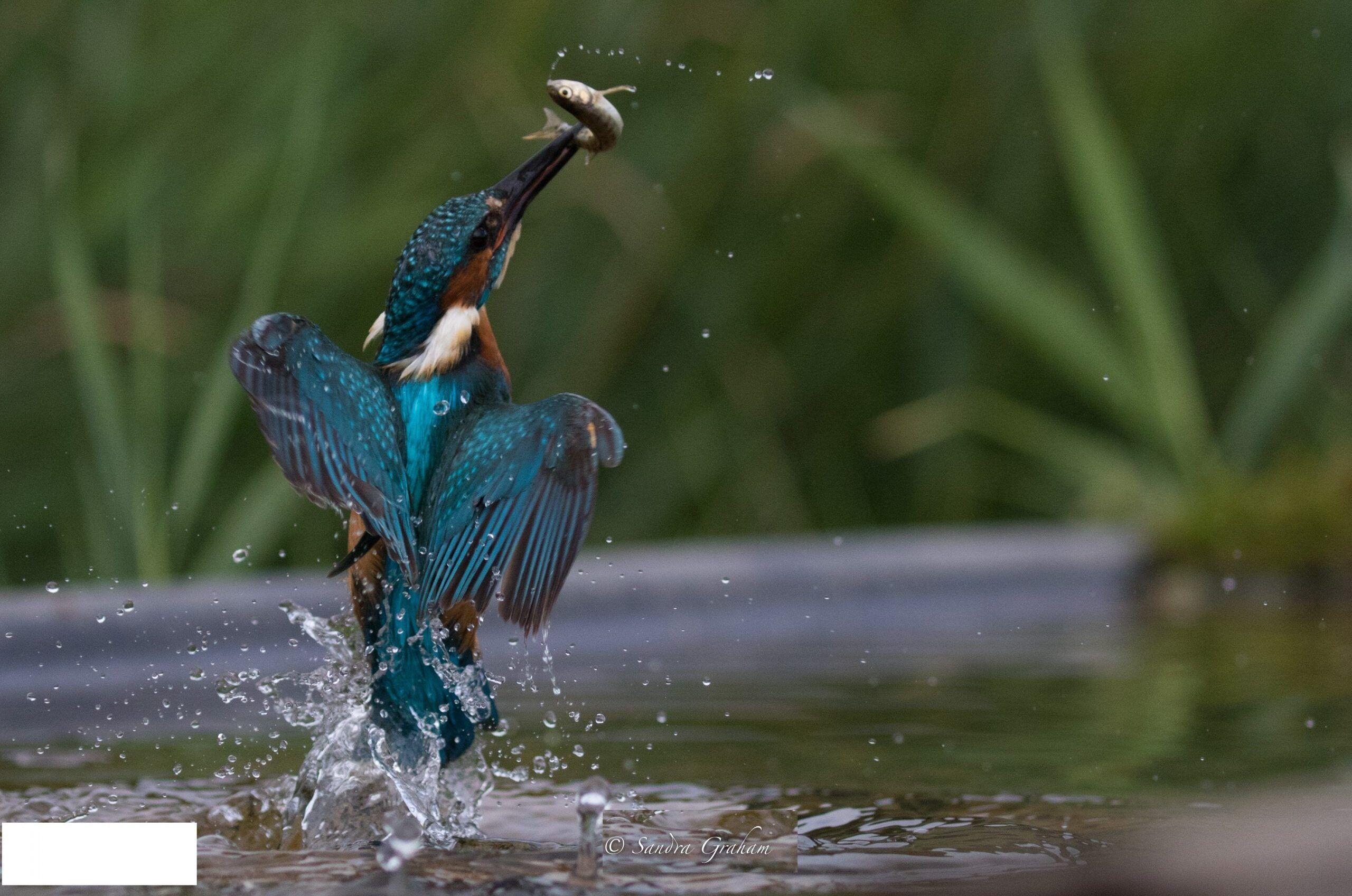 Kingfisher_sandra-graham-scaled-1-aspect-ratio-540-358