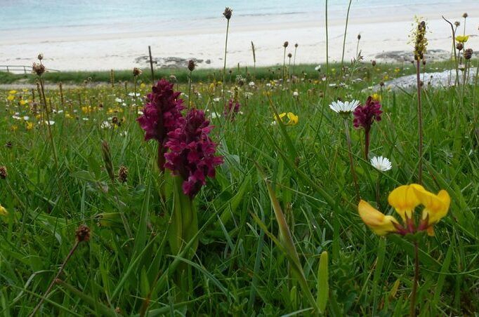 Machair-aspect-ratio-540-358