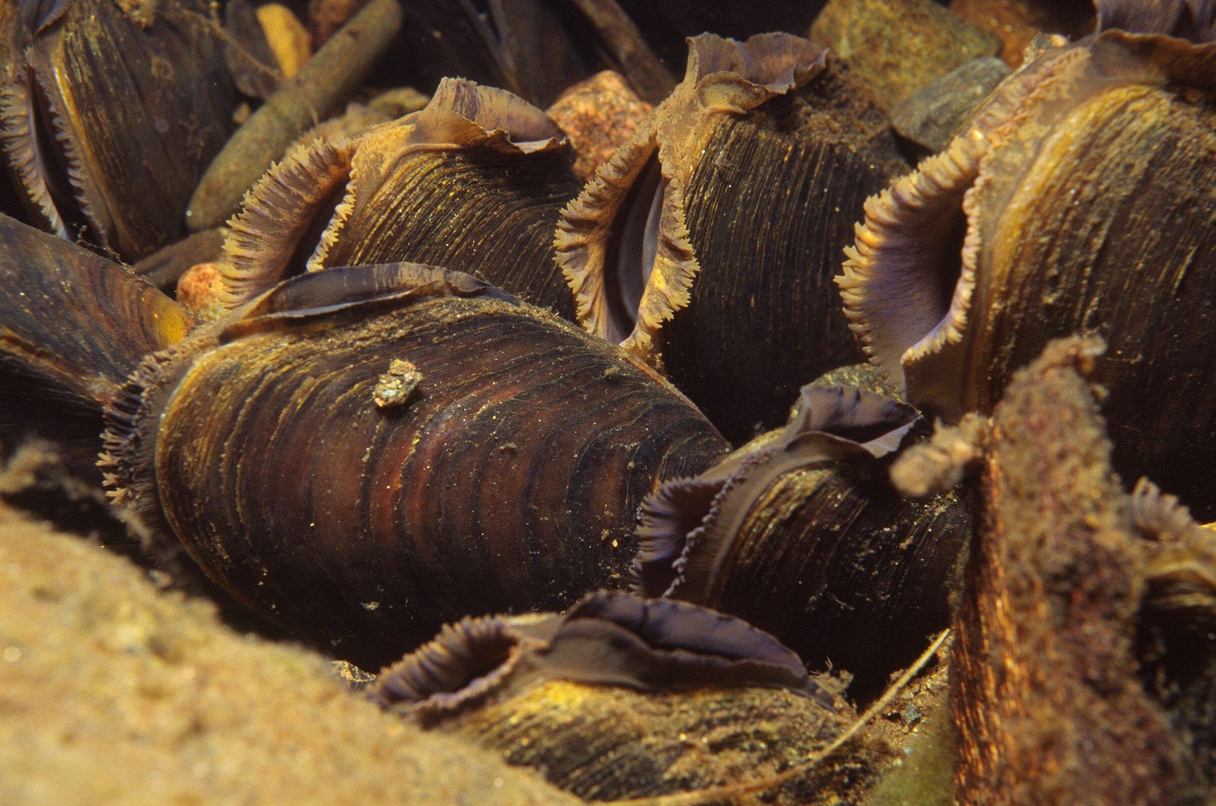 Mussels-2-scaled-1-aspect-ratio-540-358