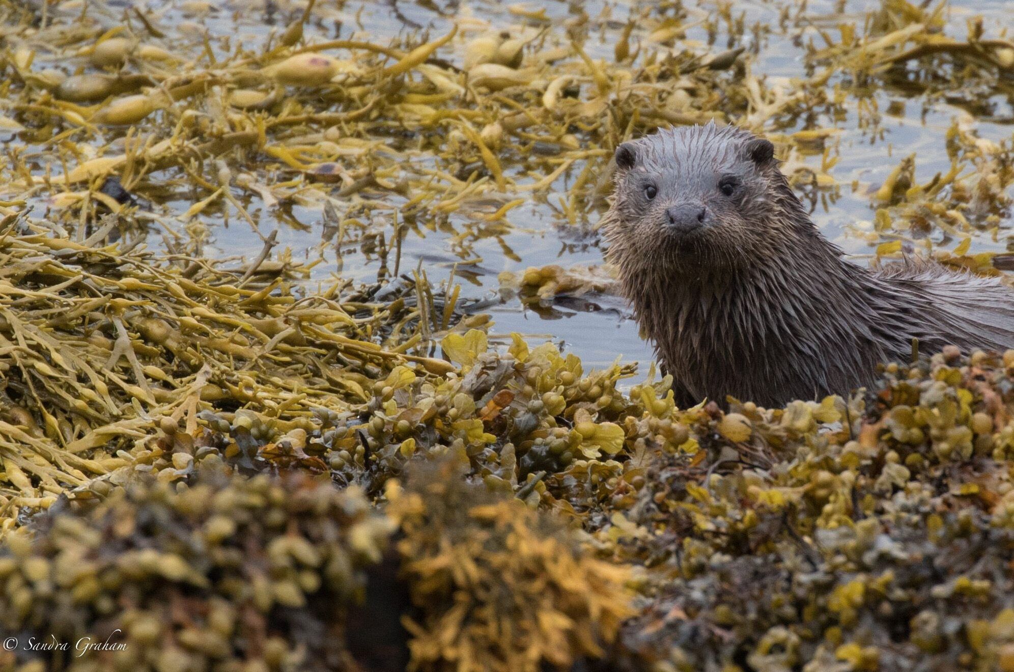 Otter-Sandra-Graham-aspect-ratio-540-358