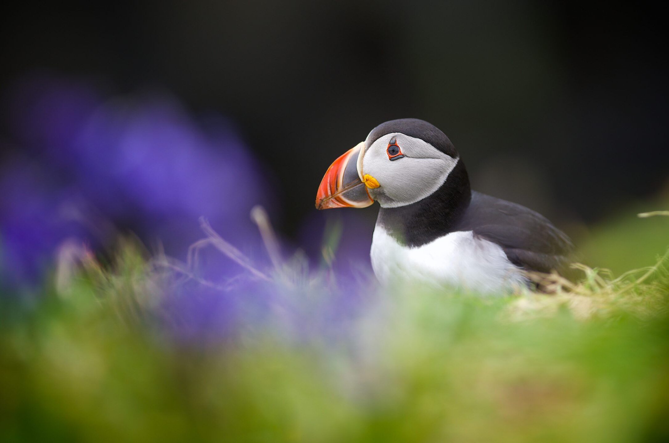 Puffin_Lister_Cumming_EDITED-scaled-1-aspect-ratio-540-358